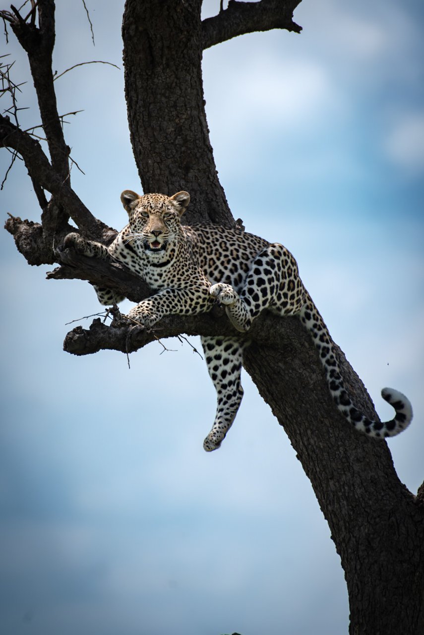 F7.1, 1/4000, ISO 800 | Titus Keteko