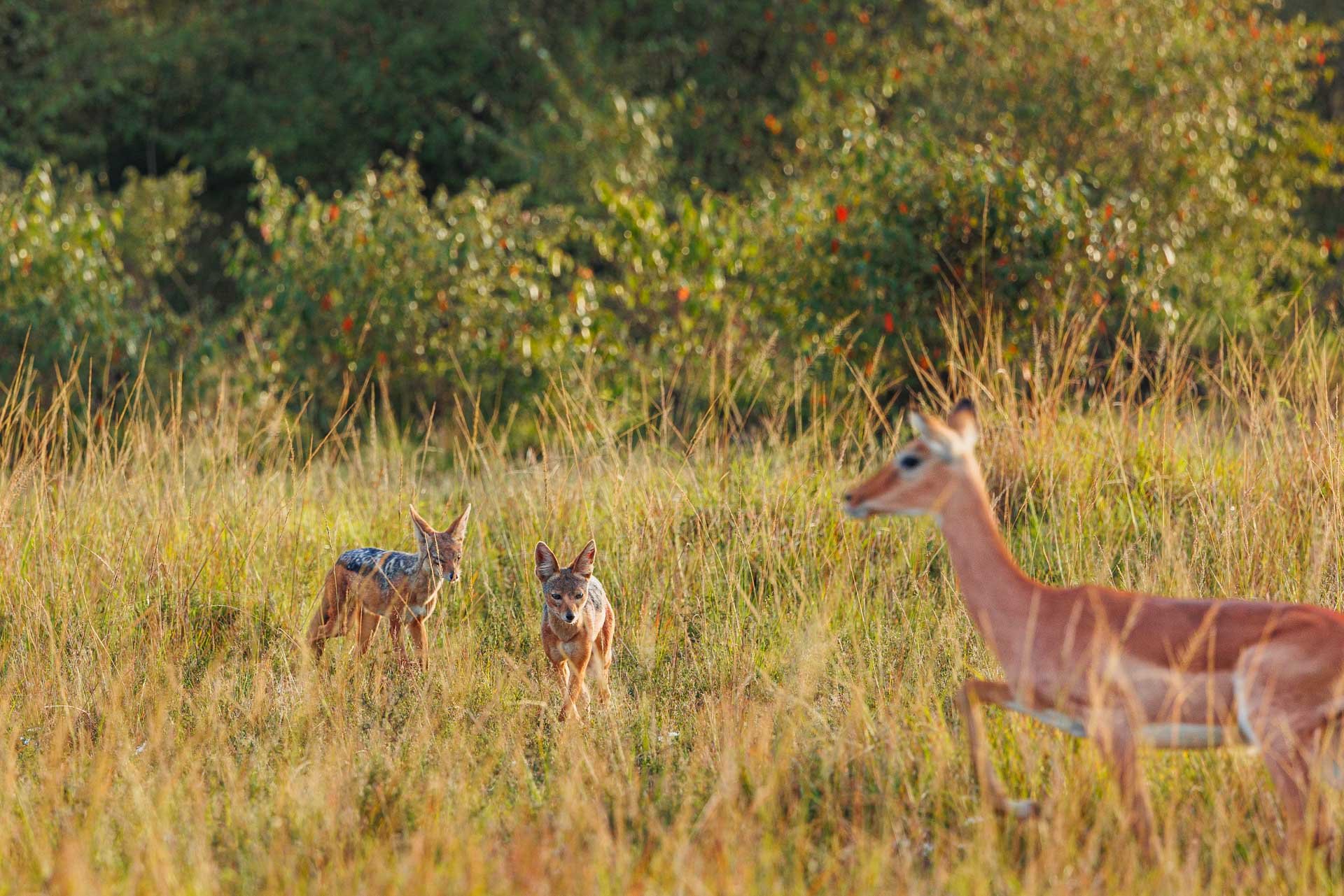 F7.1, 1/320, IS0800 | Arnold Omondi 