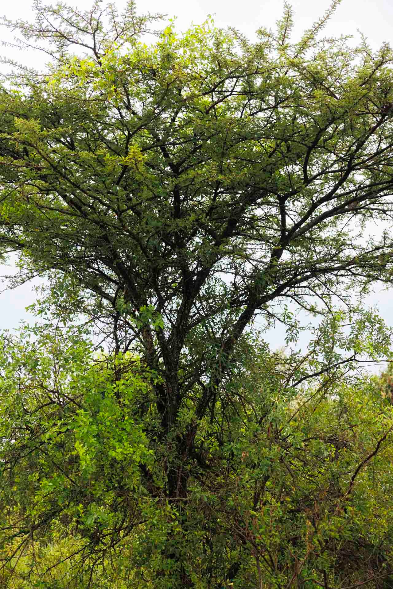 You see a tree, the Maasai see a solution