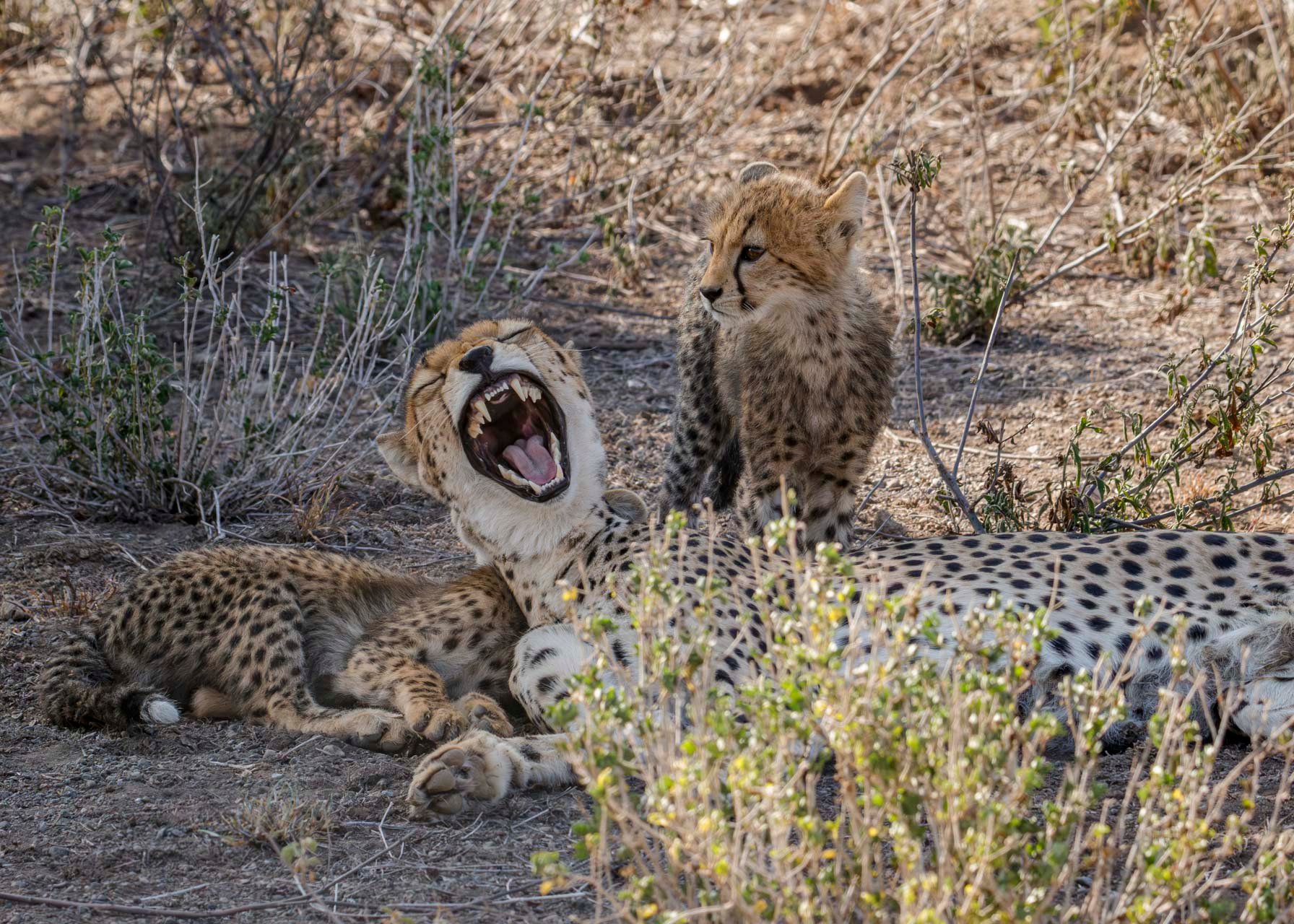 F9.0, 1/1600, ISO2000 | Guide Alice Mantaine 