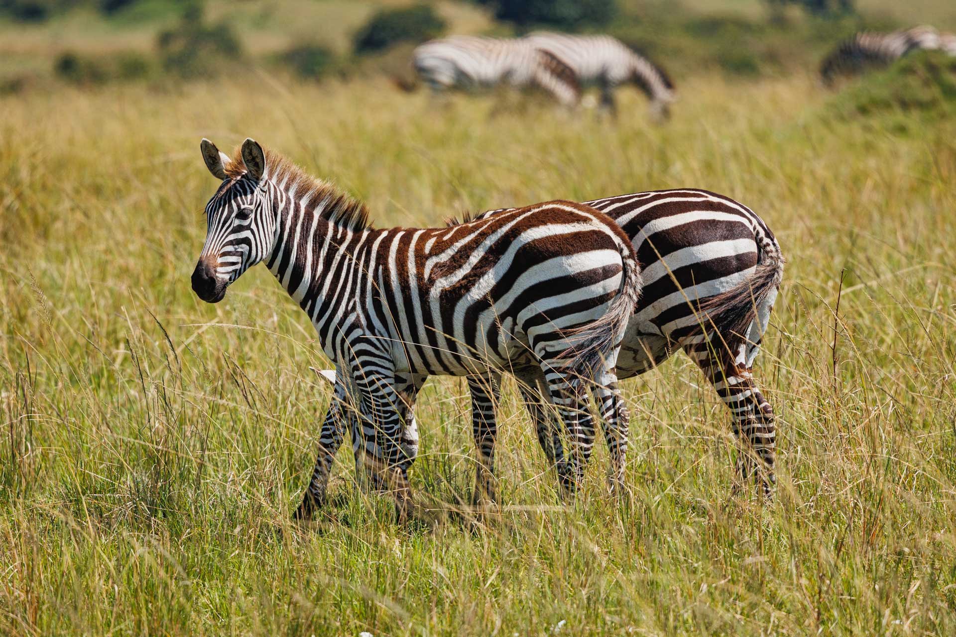 Zebra's use vocalisations, scent, and even facial expressions to identify individuals