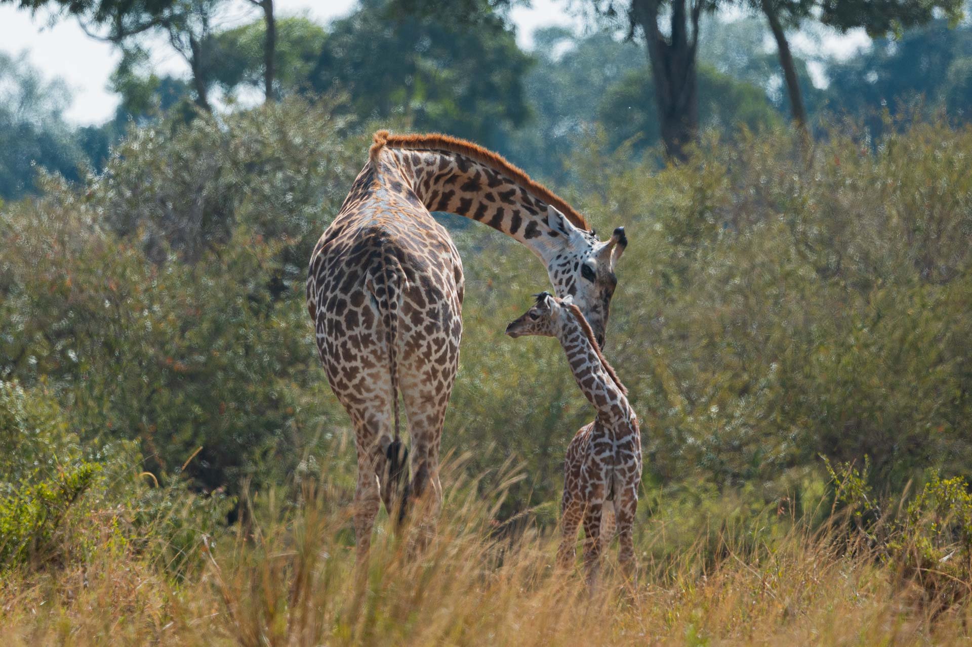 F6.3, 1/1000, ISO320 | Arnold Omondi 