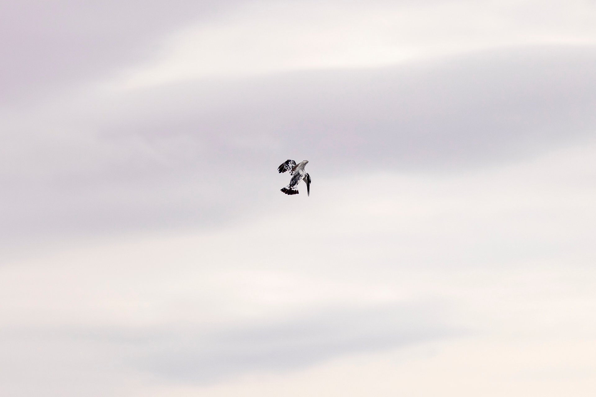 F 5, 1/5000, ISO 250 | Robert Sayialel 