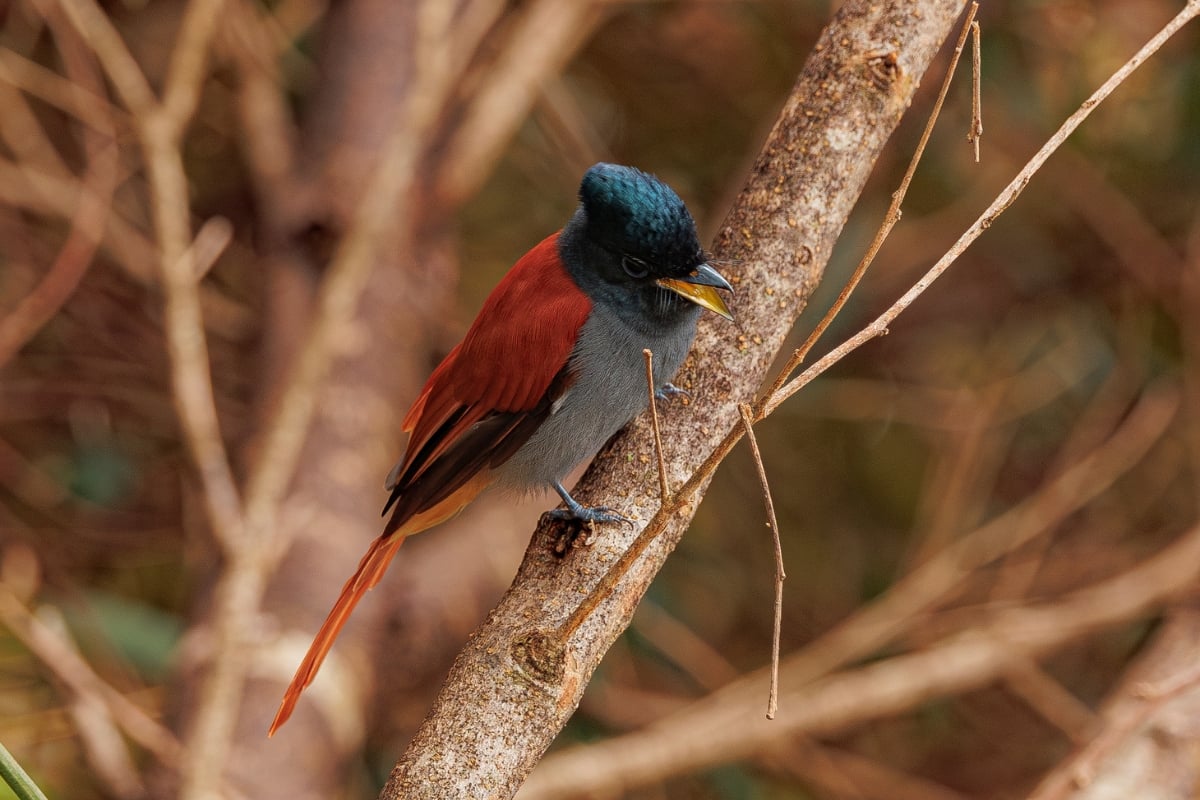 F6.3, 1/250, ISO640 | Arnold Omondi 