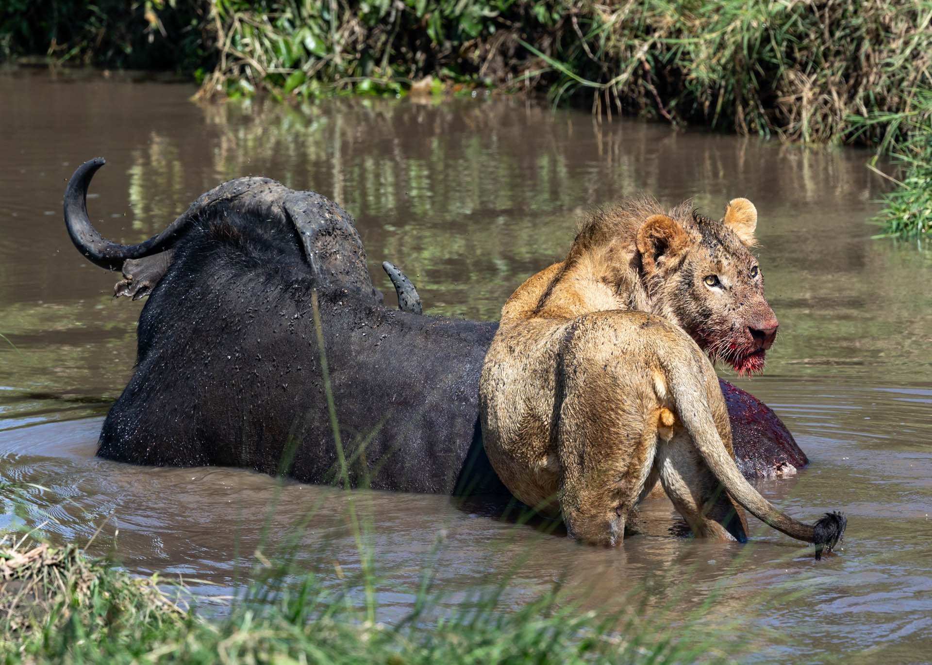 Above: A mud bath gone wrong