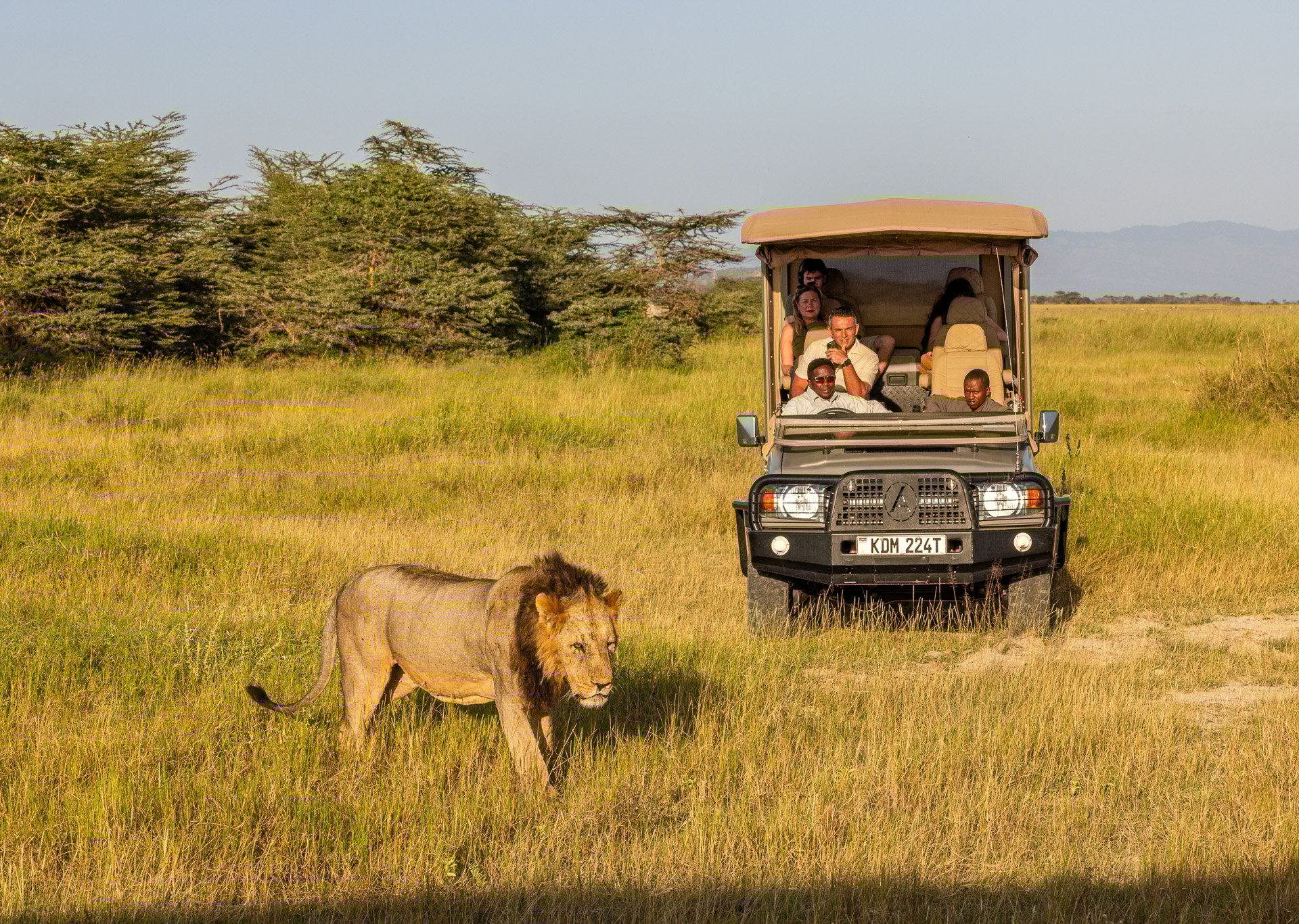 Rush hour in Kimana Sanctuary — where resident lions have right of way