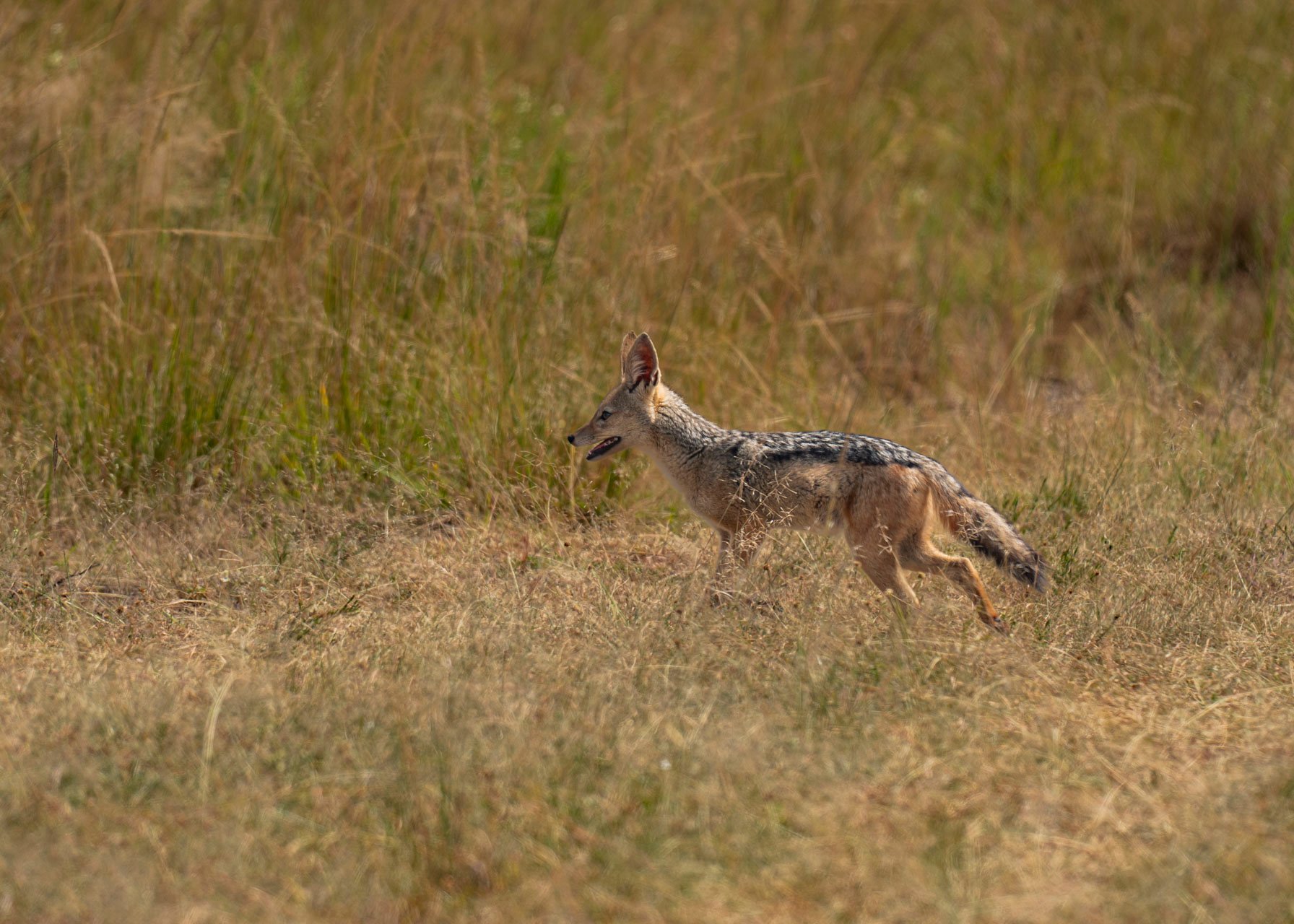 F6.0, 1/1000, ISO250 | Arnold Omondi 