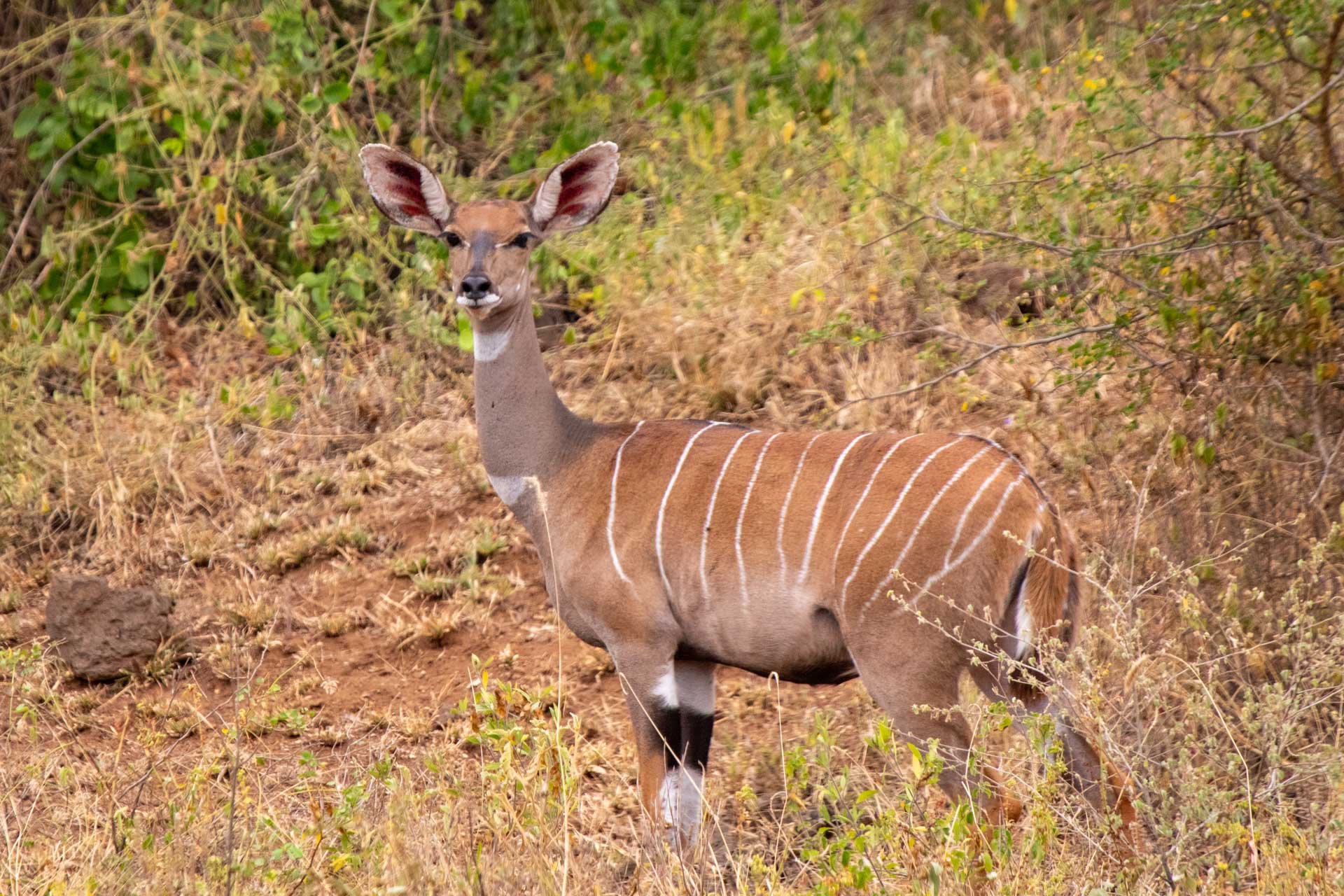 F7.1, 1/800, ISO 1000 | Guide Johnson Salash 