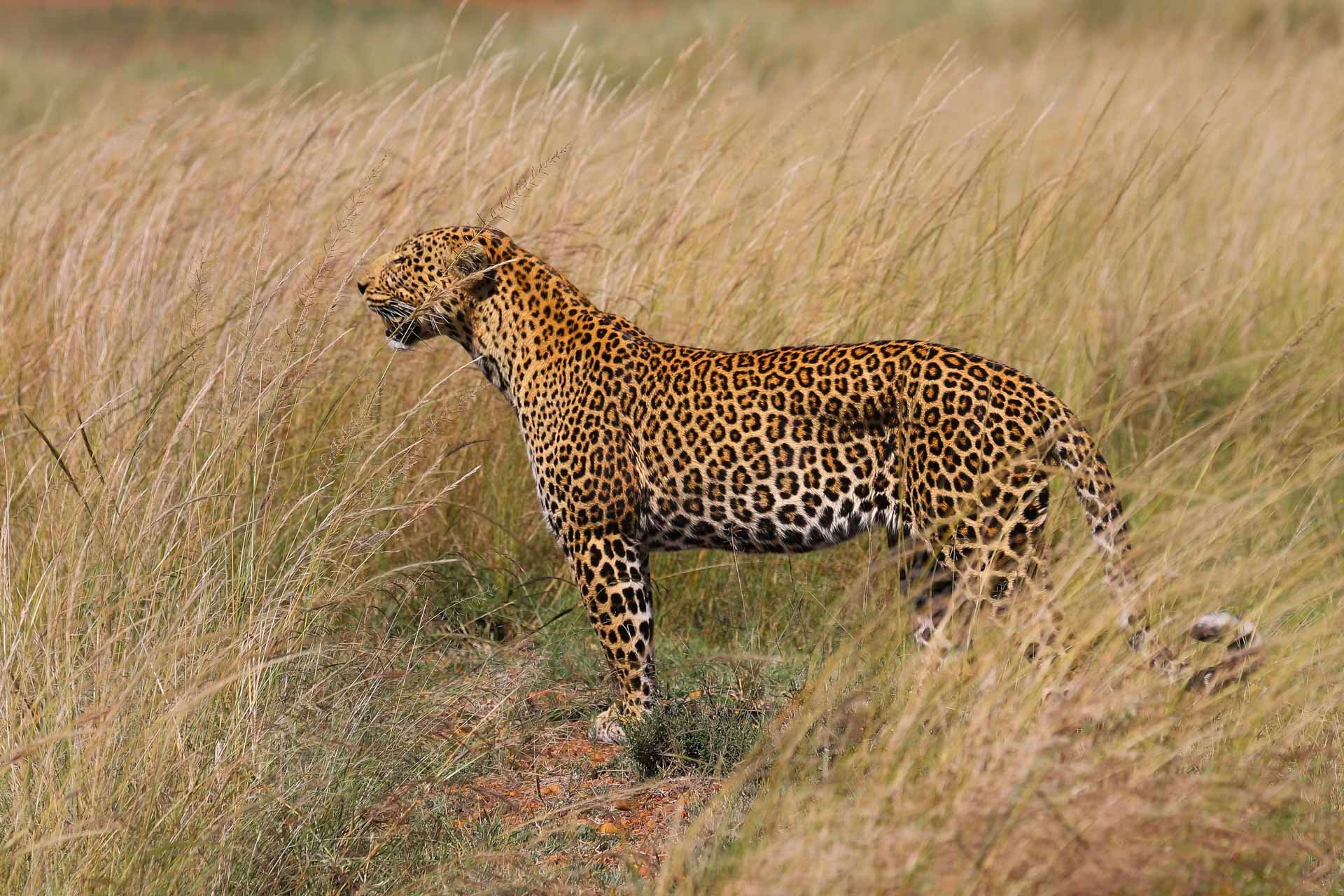 F7.1, 1/500, ISO100 | Guide Jeremy Macharia 