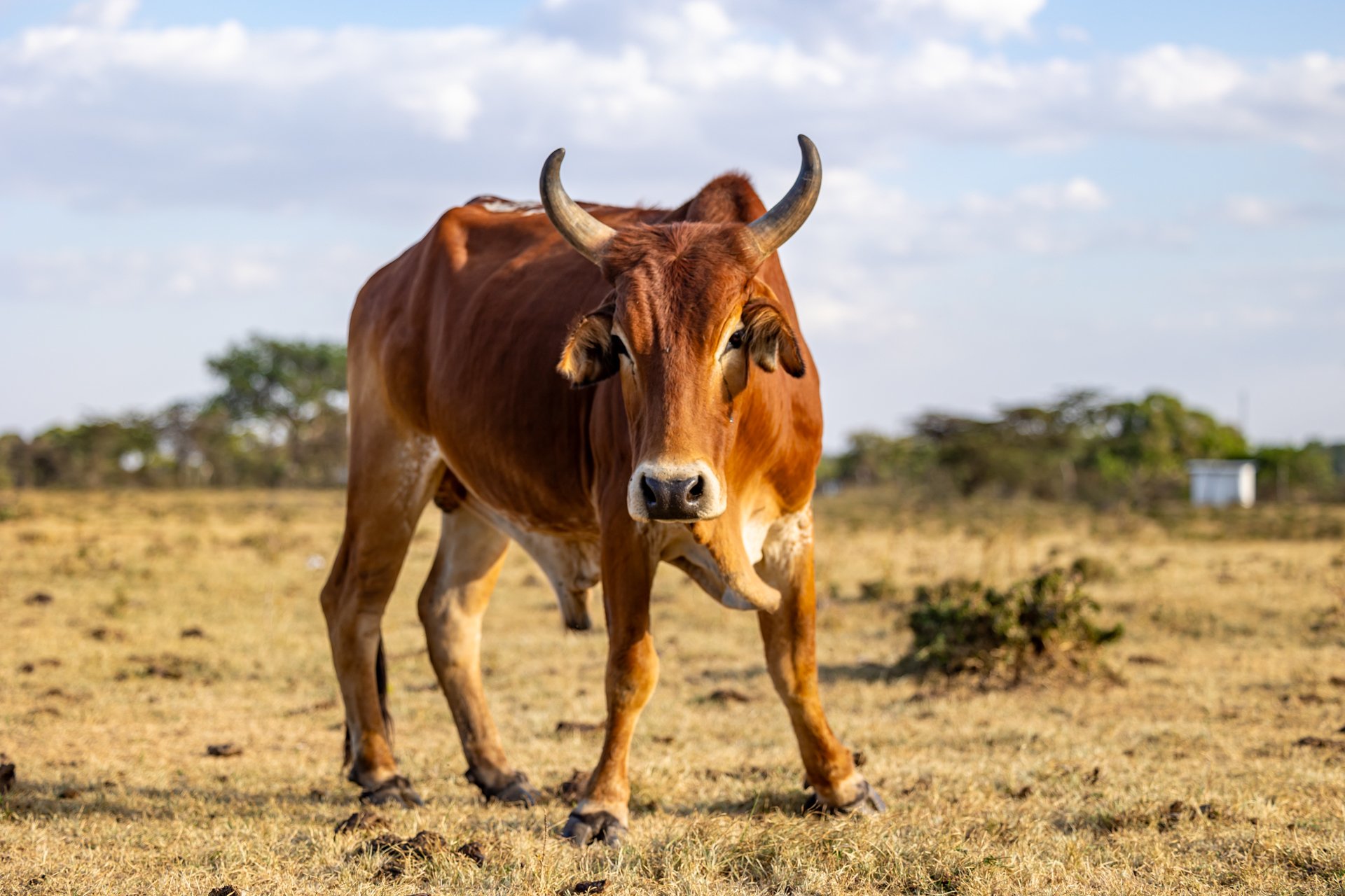 In both size and number, herds are the symbol of wealth for the Maasai