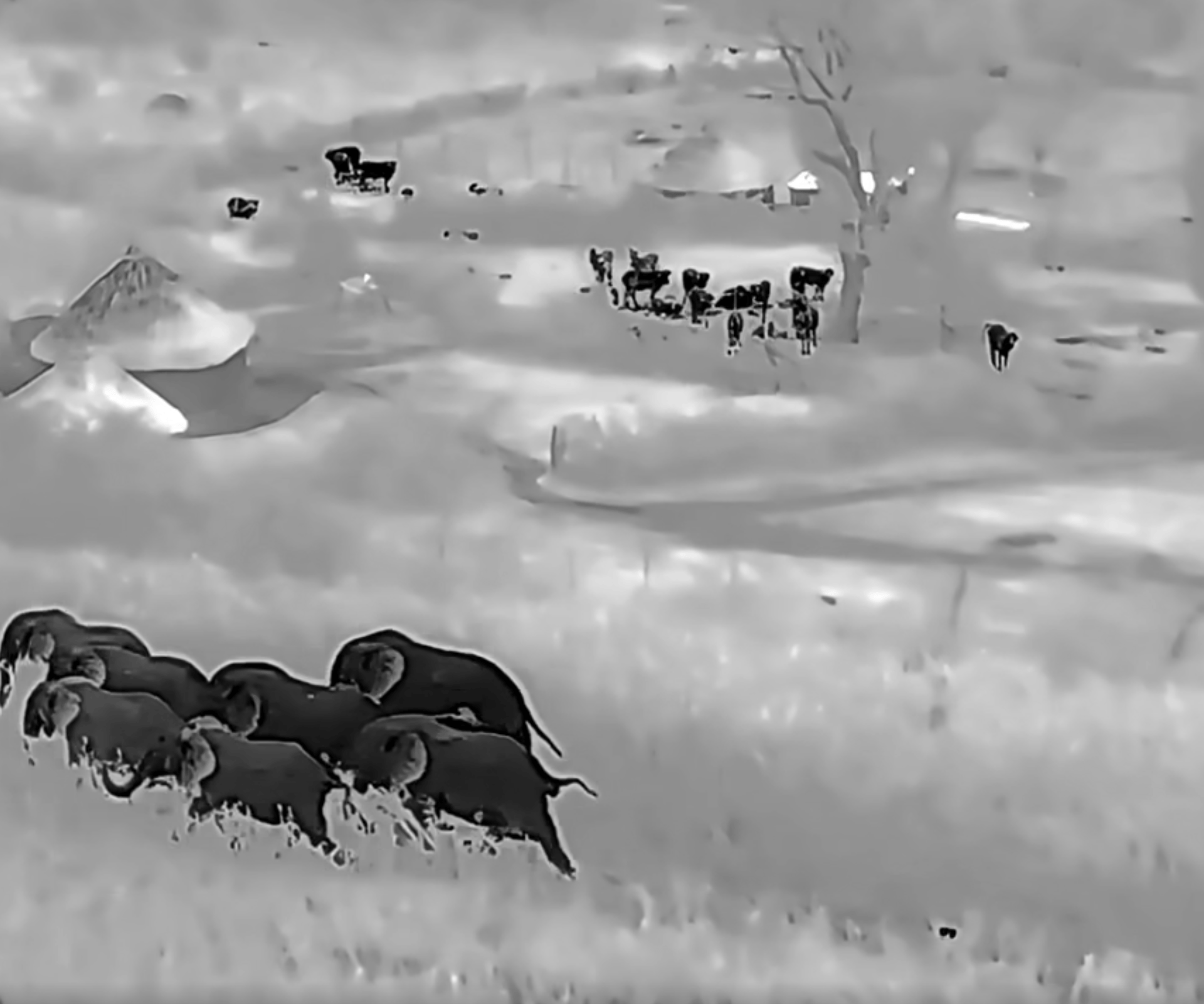 An alert triggered the MEP ranger’s rapid response to move Fitz and 6 other bulls out of a farm reducing the risk to both livelihoods and safety