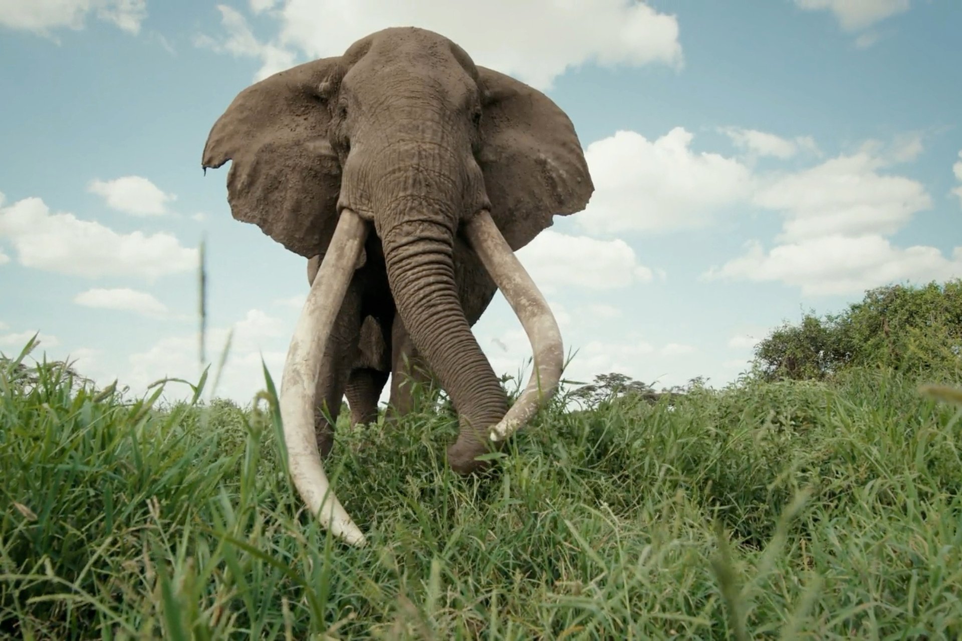 Super tusker Craig passed away at the age of 54 in January 2026 from natural causes
