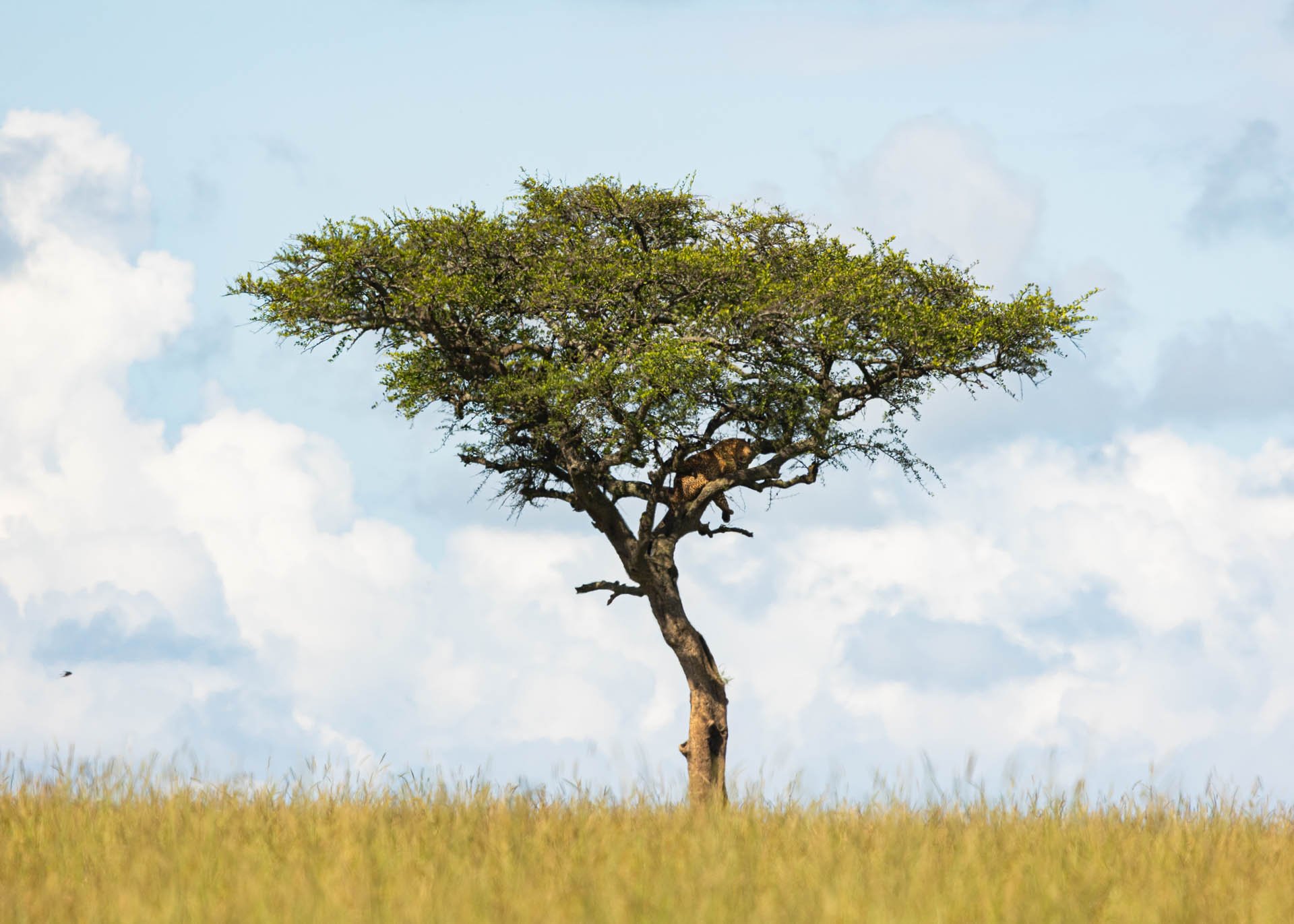 F7.1, 1/1000, ISO320 | Arnold Omondi 
