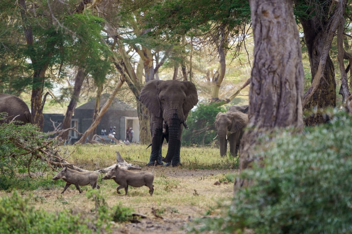 When tools had to be put on pause for elephants to pass by in the build of Angama Amboseli