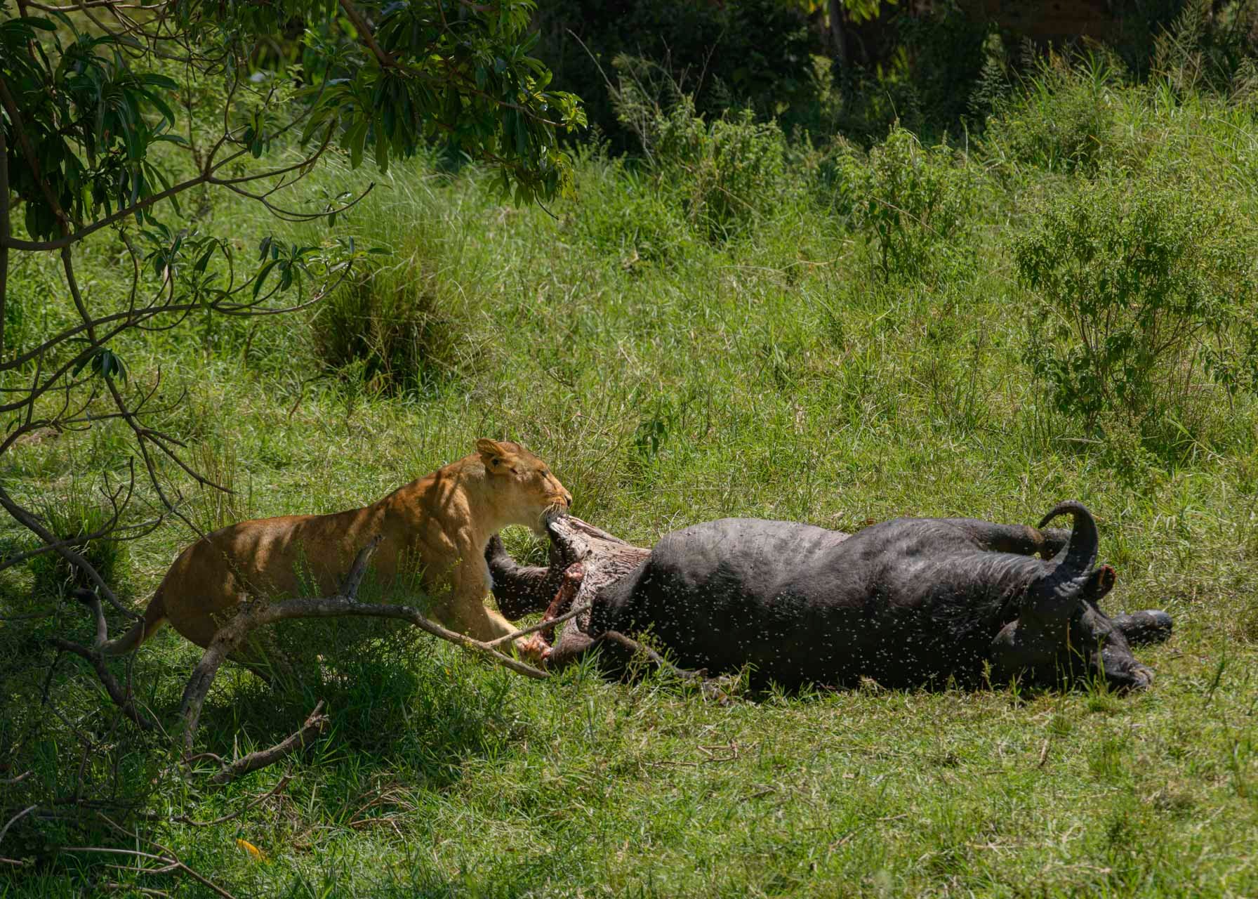 F8.0, 1/320, ISO125 | Guide Jeremy Macharia 