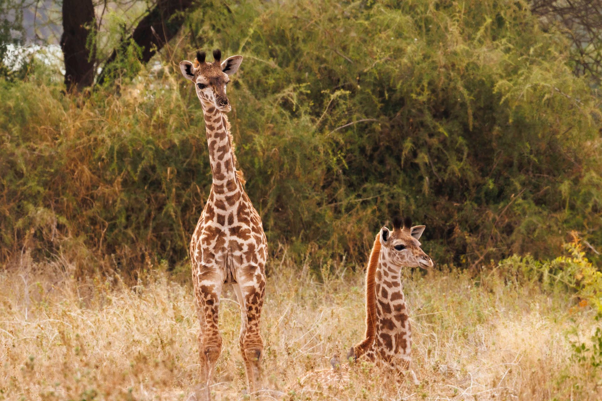 Learning about newborn giraffes who are 1.8 metres tall at birth