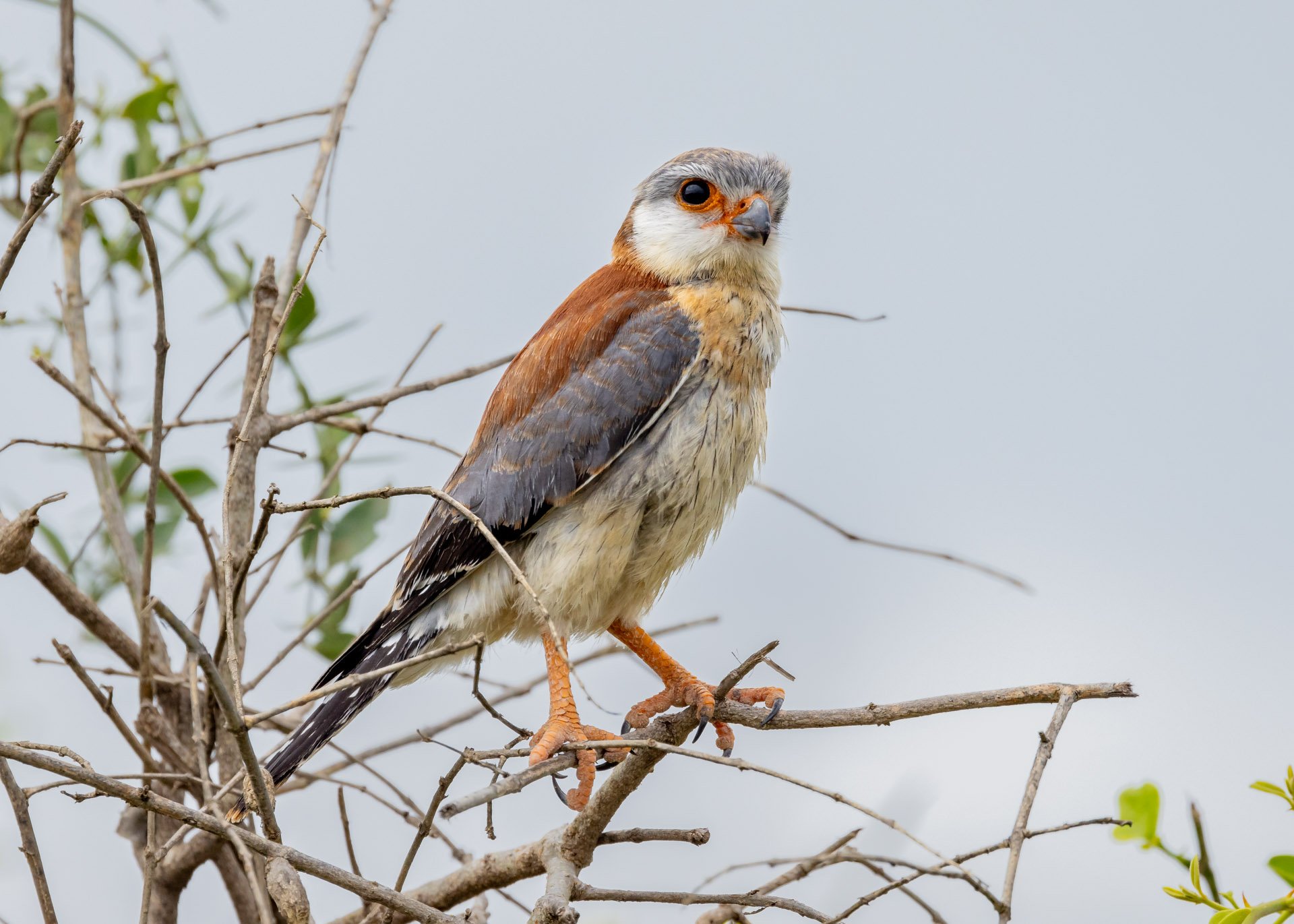 F 8, 1/2500, ISO 800 | Robert Sayialel 