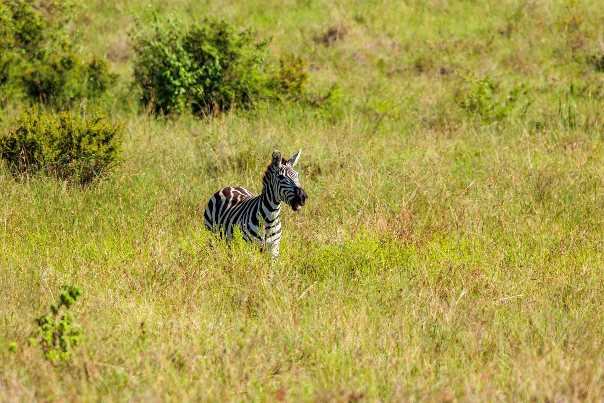 F8, 1/3200, ISO 1250 | Robert Sayialel 

 