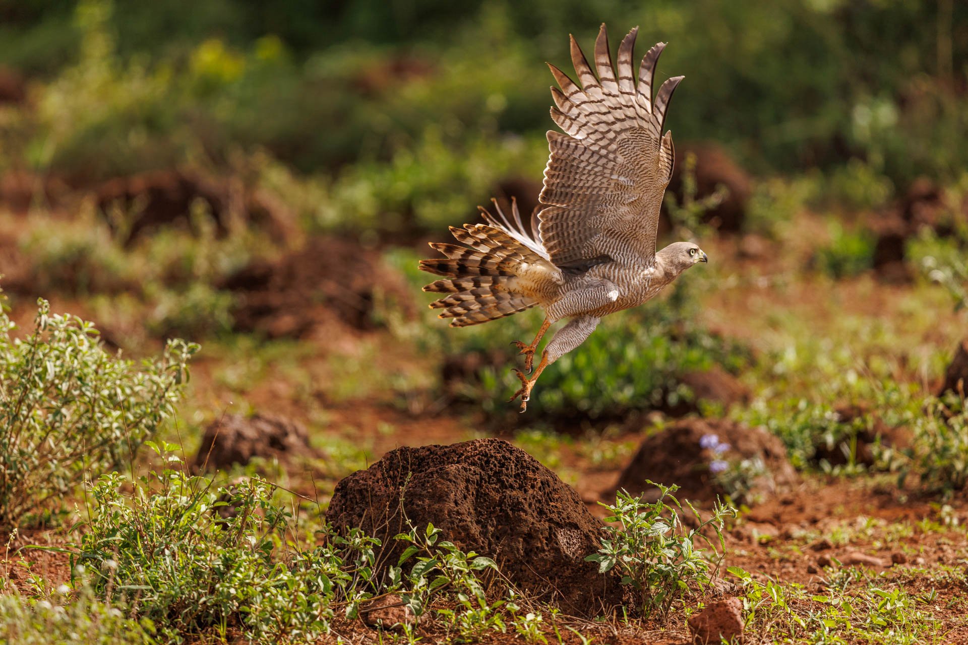 Wings wide, eyes locked. Shutter fast, focus tight. Full extension, perfectly caught
