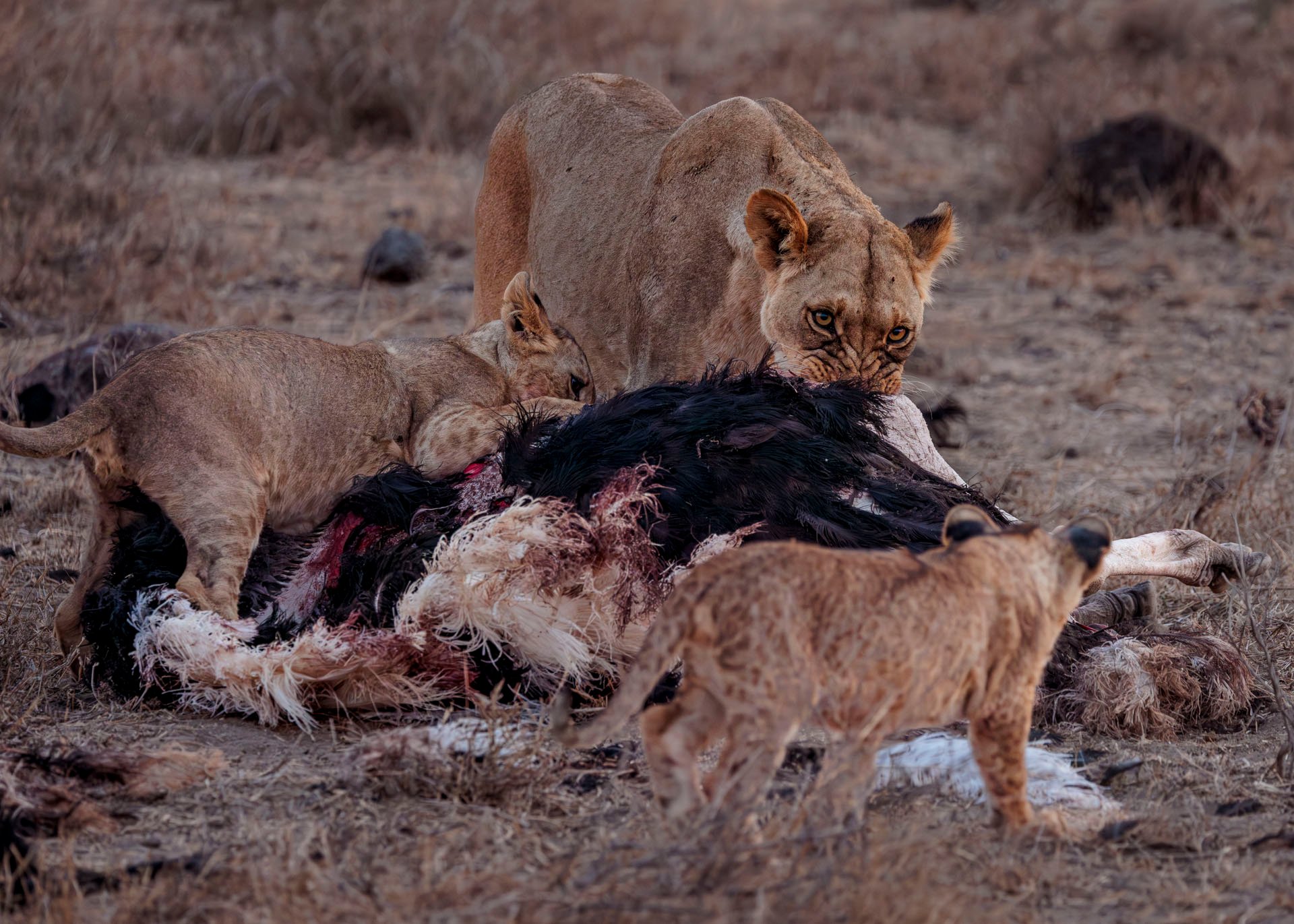 Whilst Noltulali feasts and keeps an ever watchful eye over all three cubs