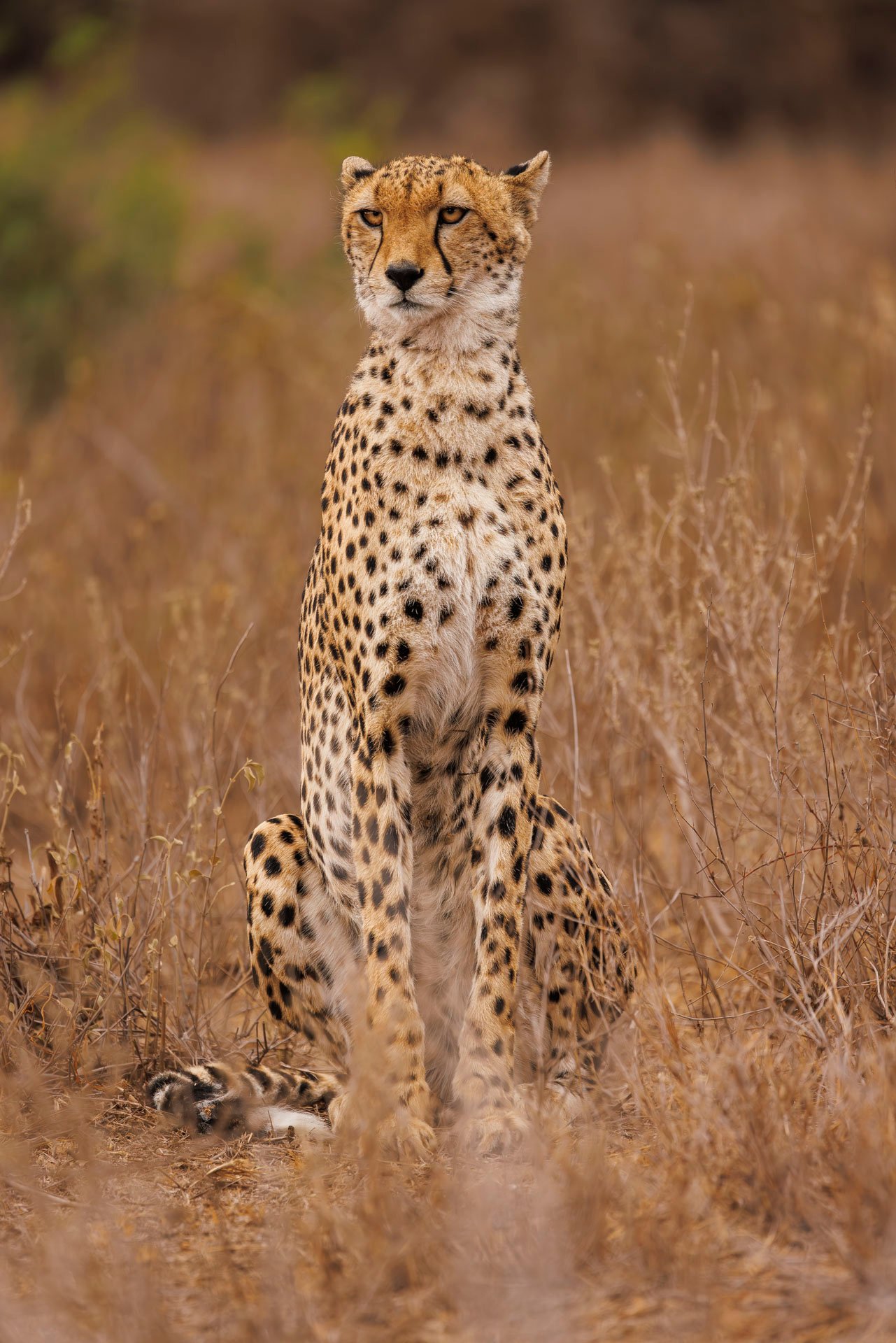 F6.3, 1/250, ISO640 | Japheth Supeyo 