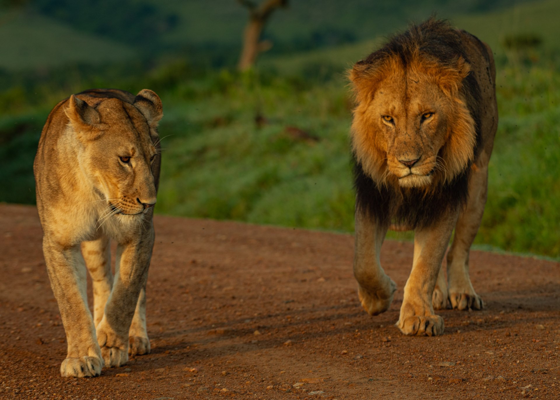 F5.6, 1/400, ISO320 | Guide Jeremy Macharia 