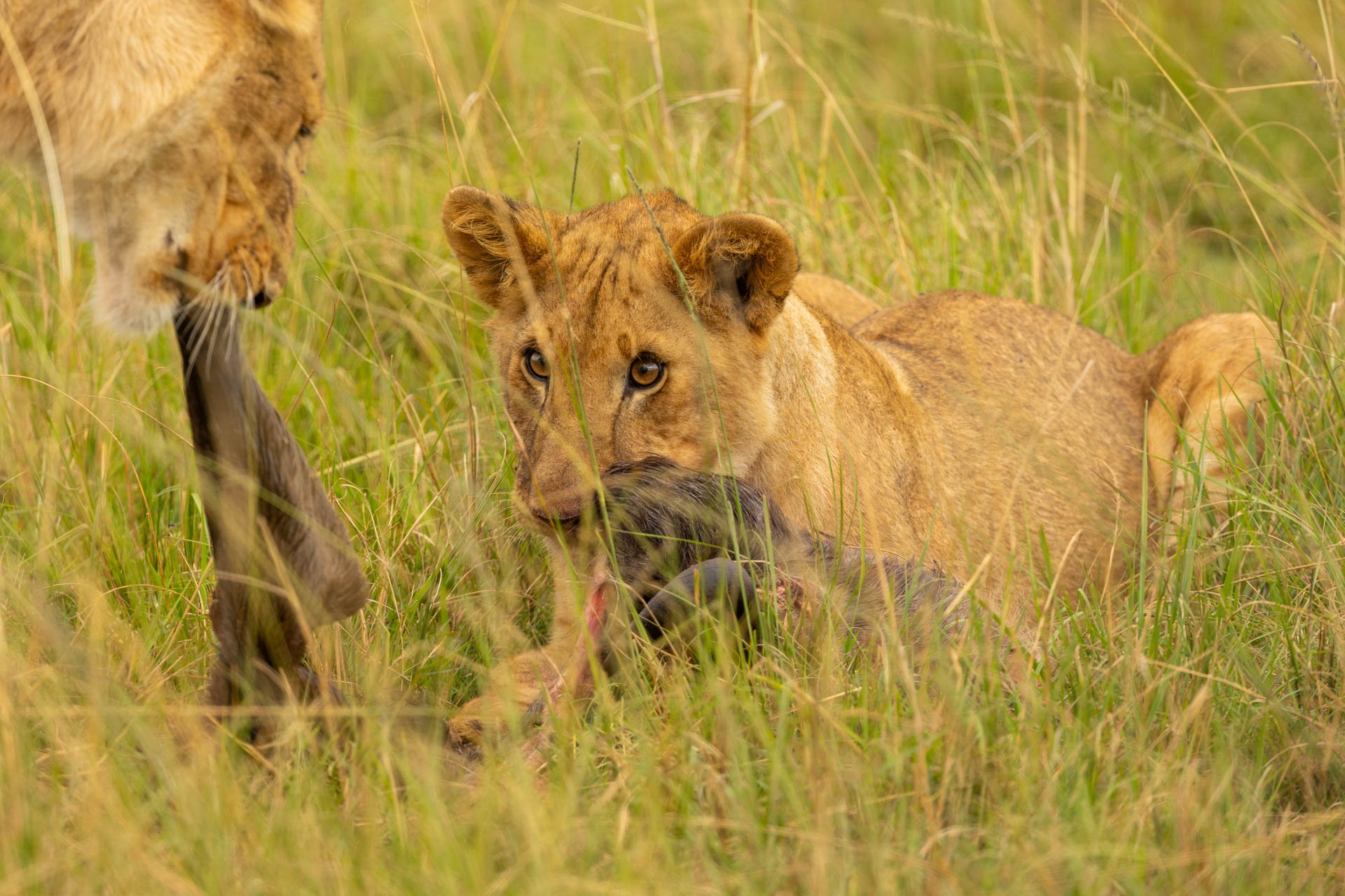 F 7.1, 1/640, ISO 400 | Sammy Njoroge 