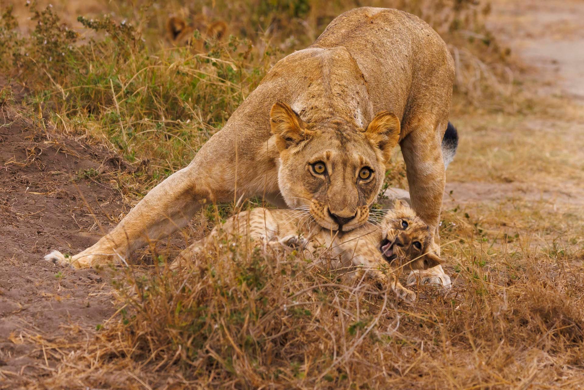 Noltulali, ‘she of the baboons’, now raising cubs as cheeky as her childhood neighbours