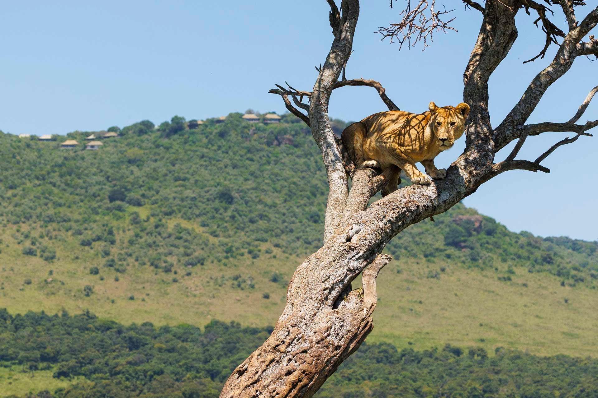 Above: A pair of binoculars could view this from Angama Mara