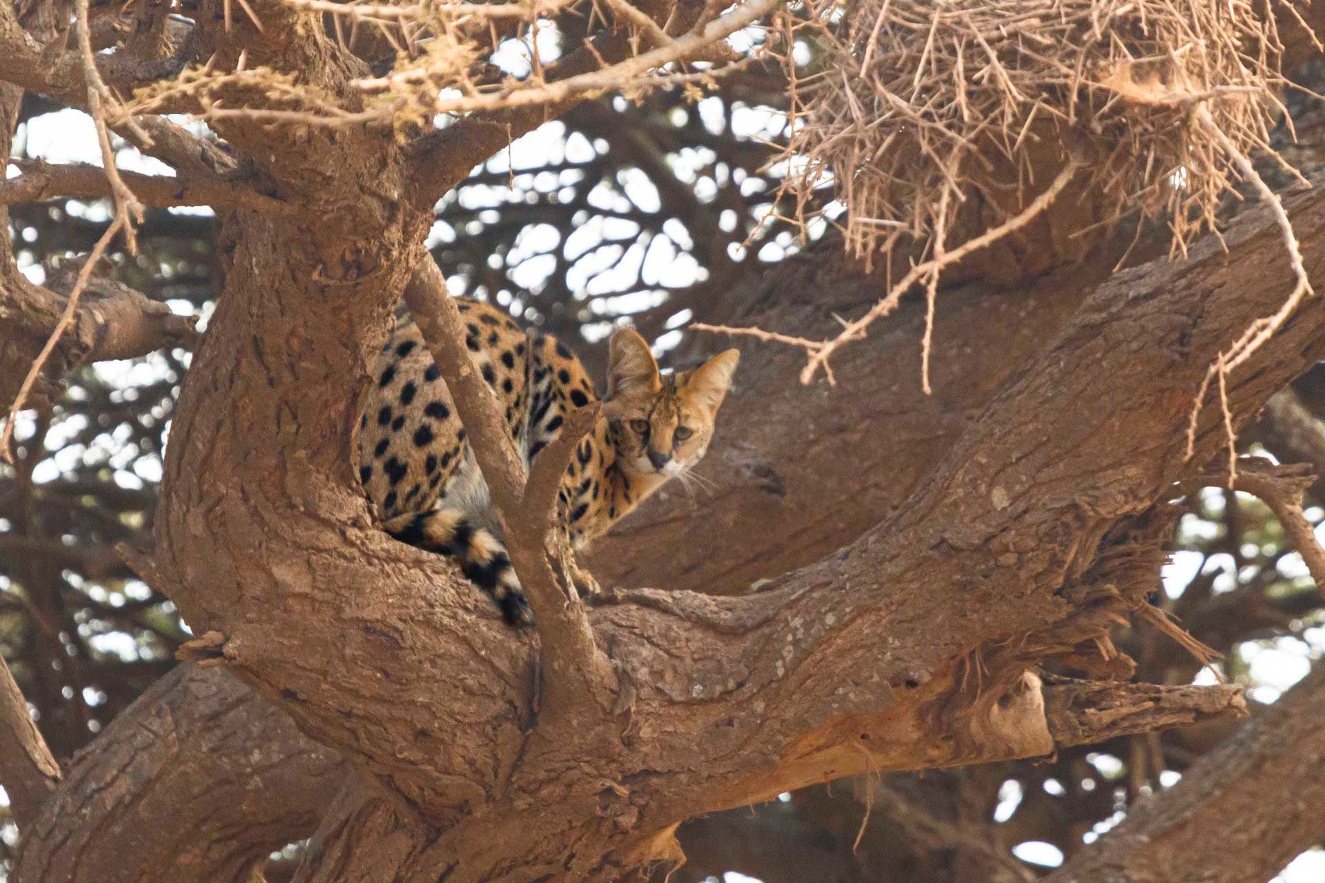 F8.0, 1/800, ISO2000 | Guide Johnson Salash 