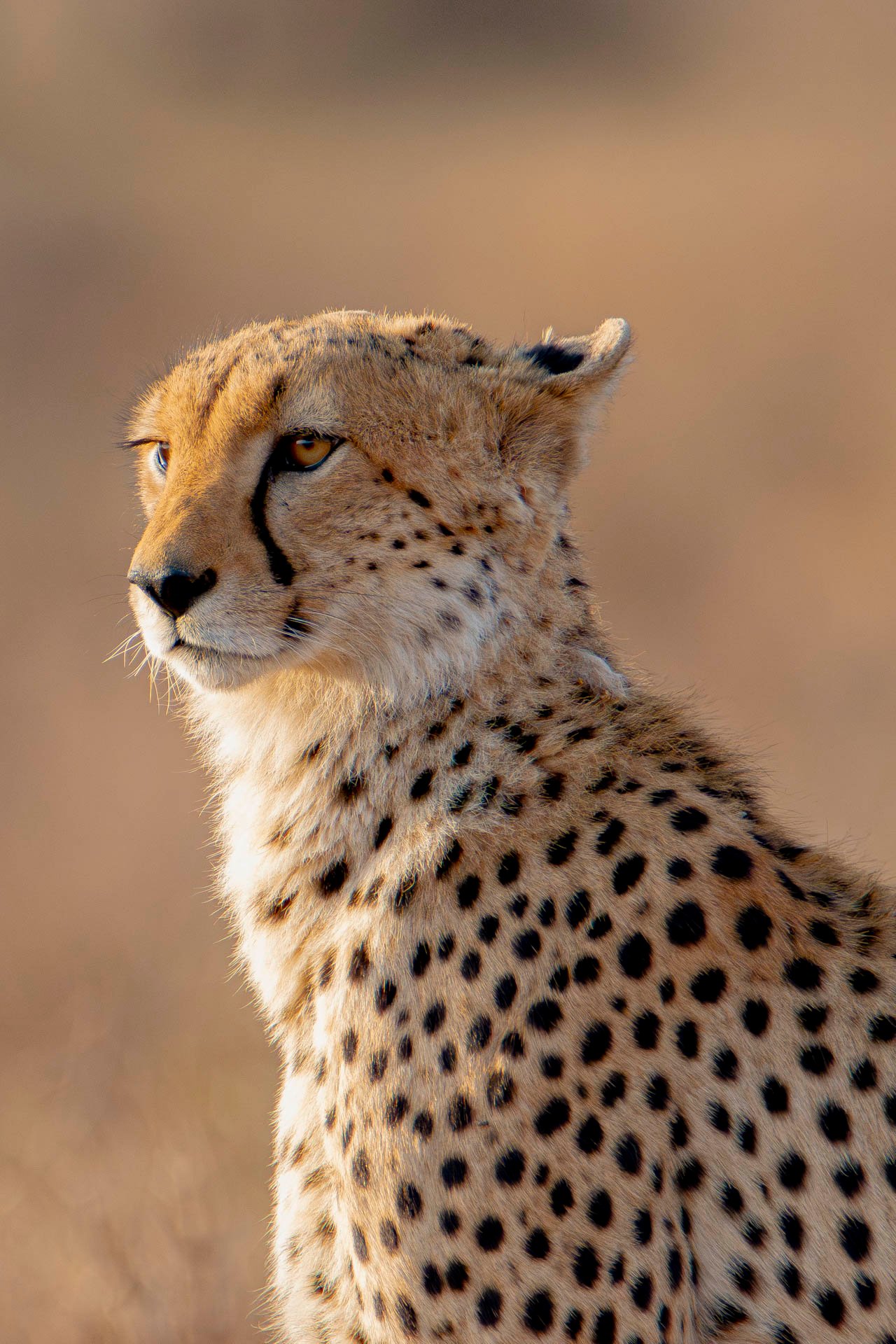 F6.3, 1/1600, ISO1250 | Guide Alice Mantaine 