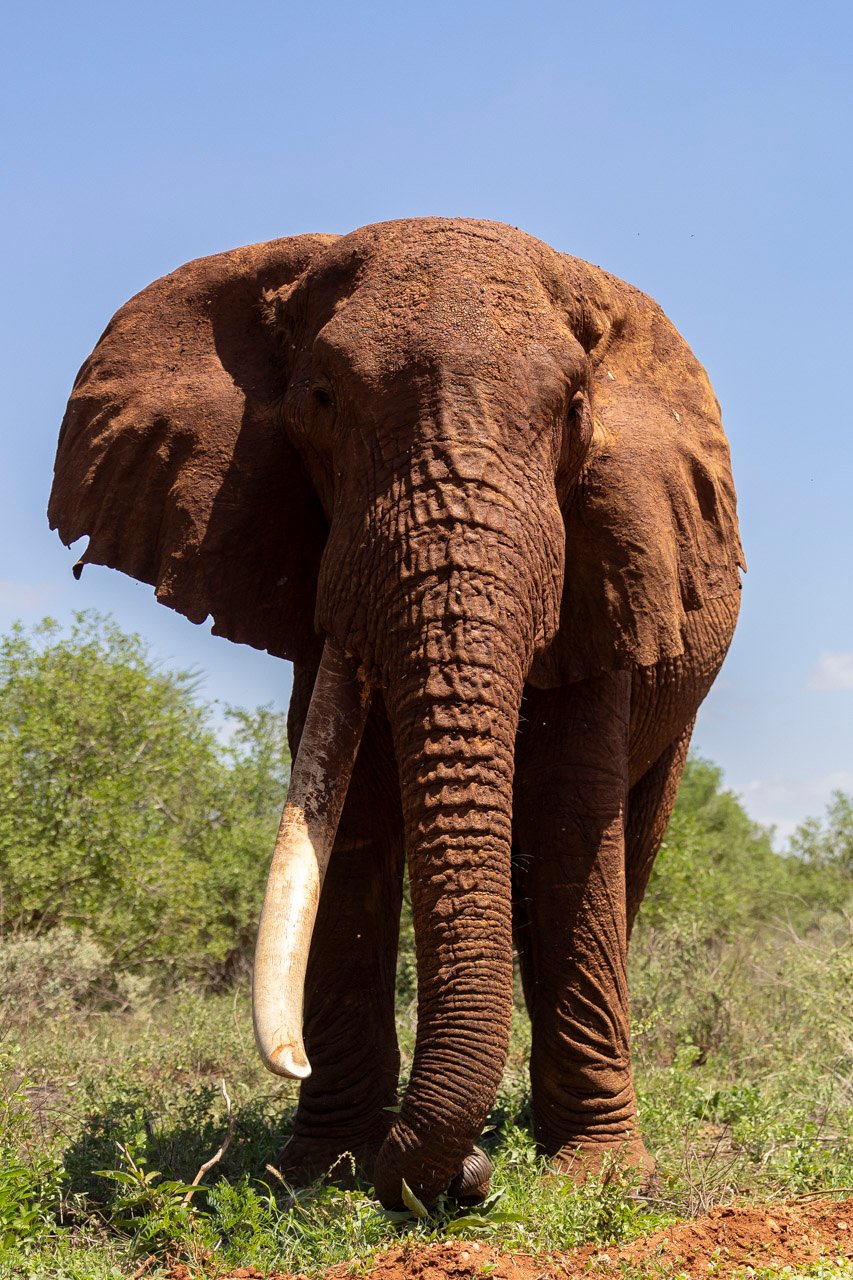 Like dominant hands, elephants favour one tusk. Overuse, battles, and digging can break it