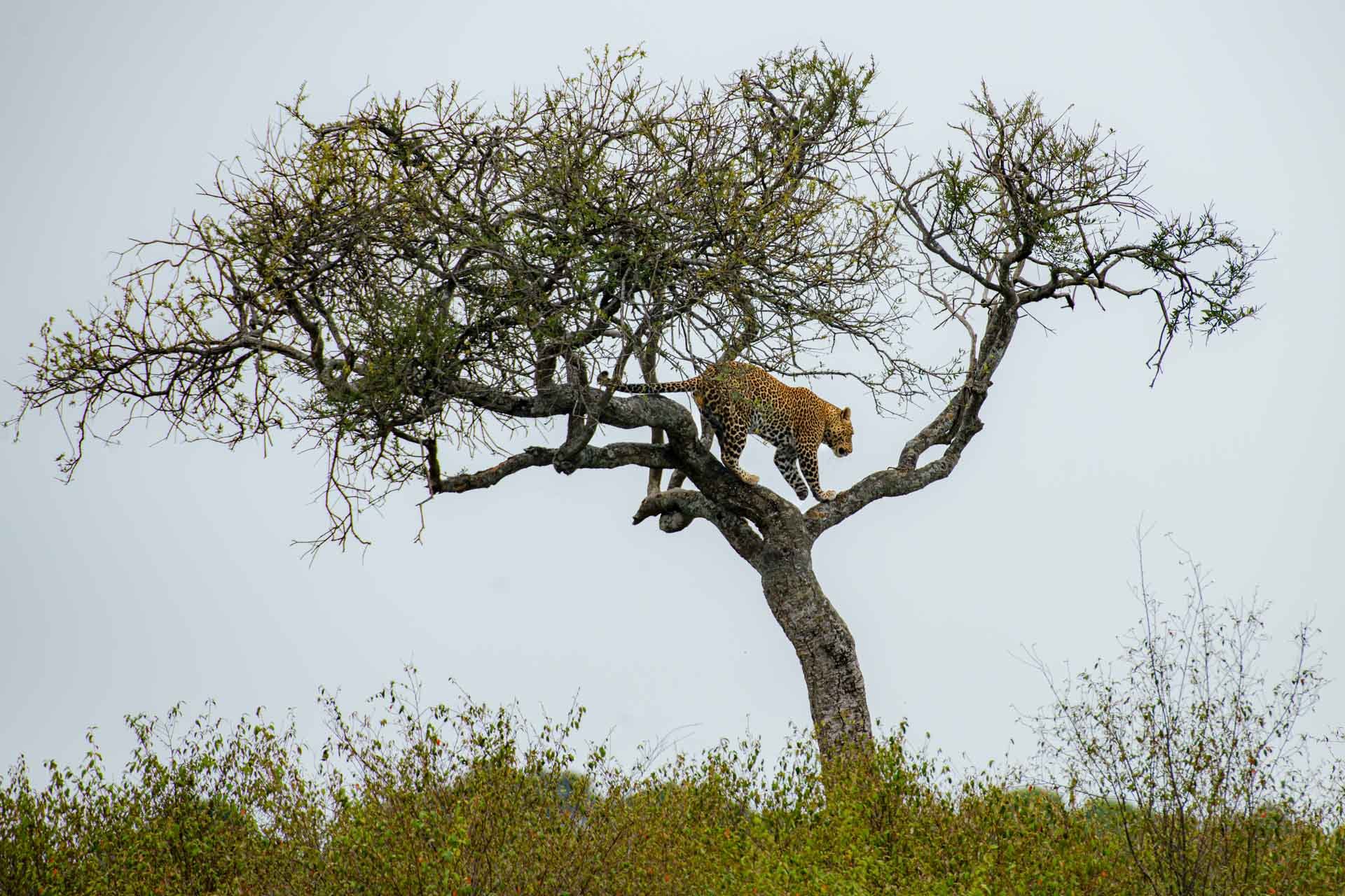 F 6.3, 1/2500, ISO 500 | Guide Jeremy Macharia 