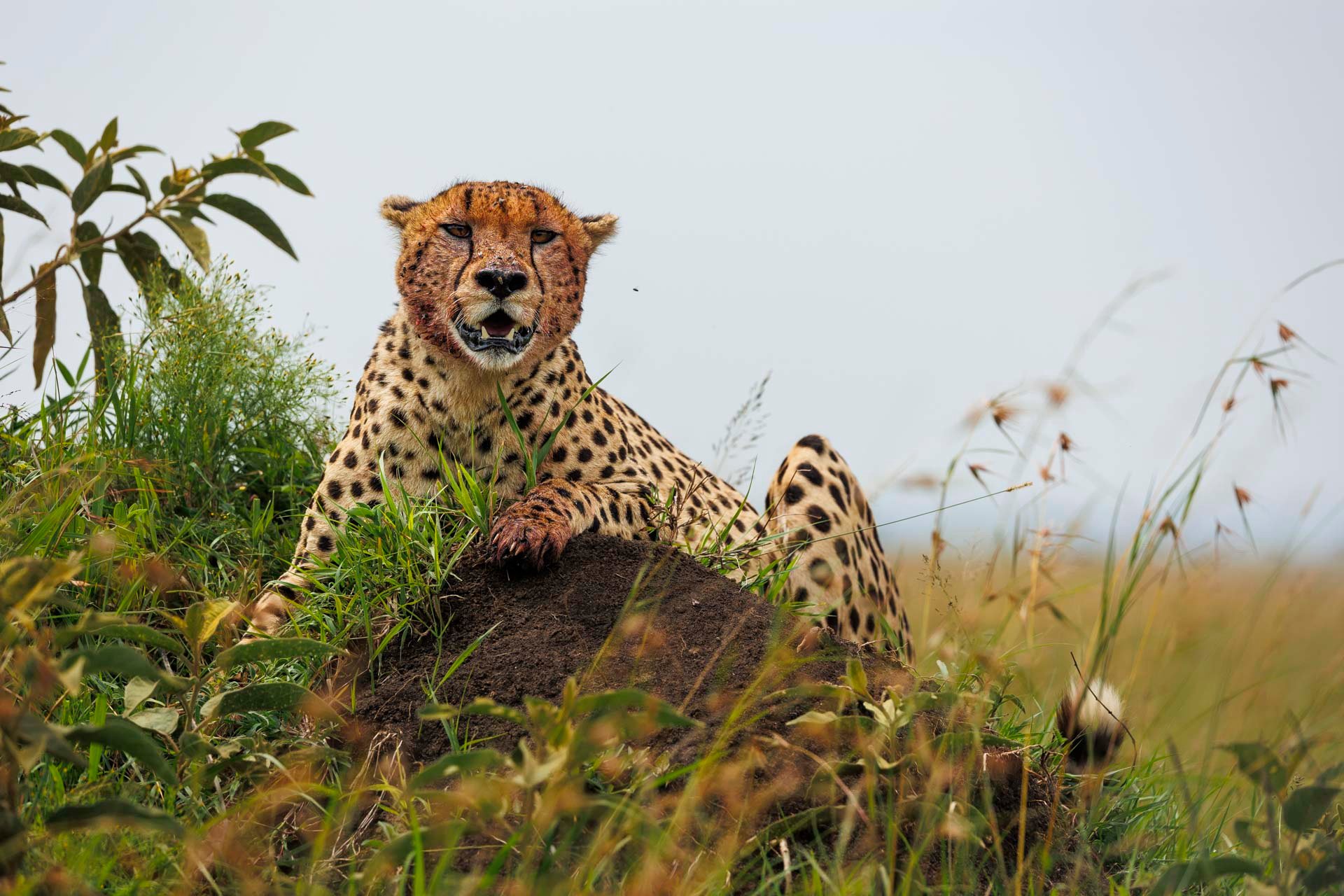 Above: Cheetah or cheater? That feast was almost unfair