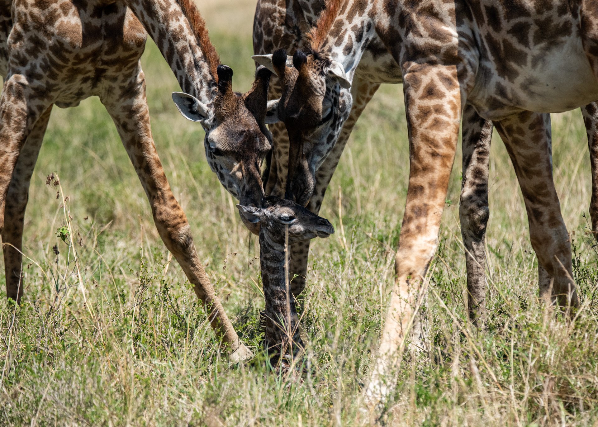 F 6, 1/2500, ISO 800 | Photo: Wilson Naitoi