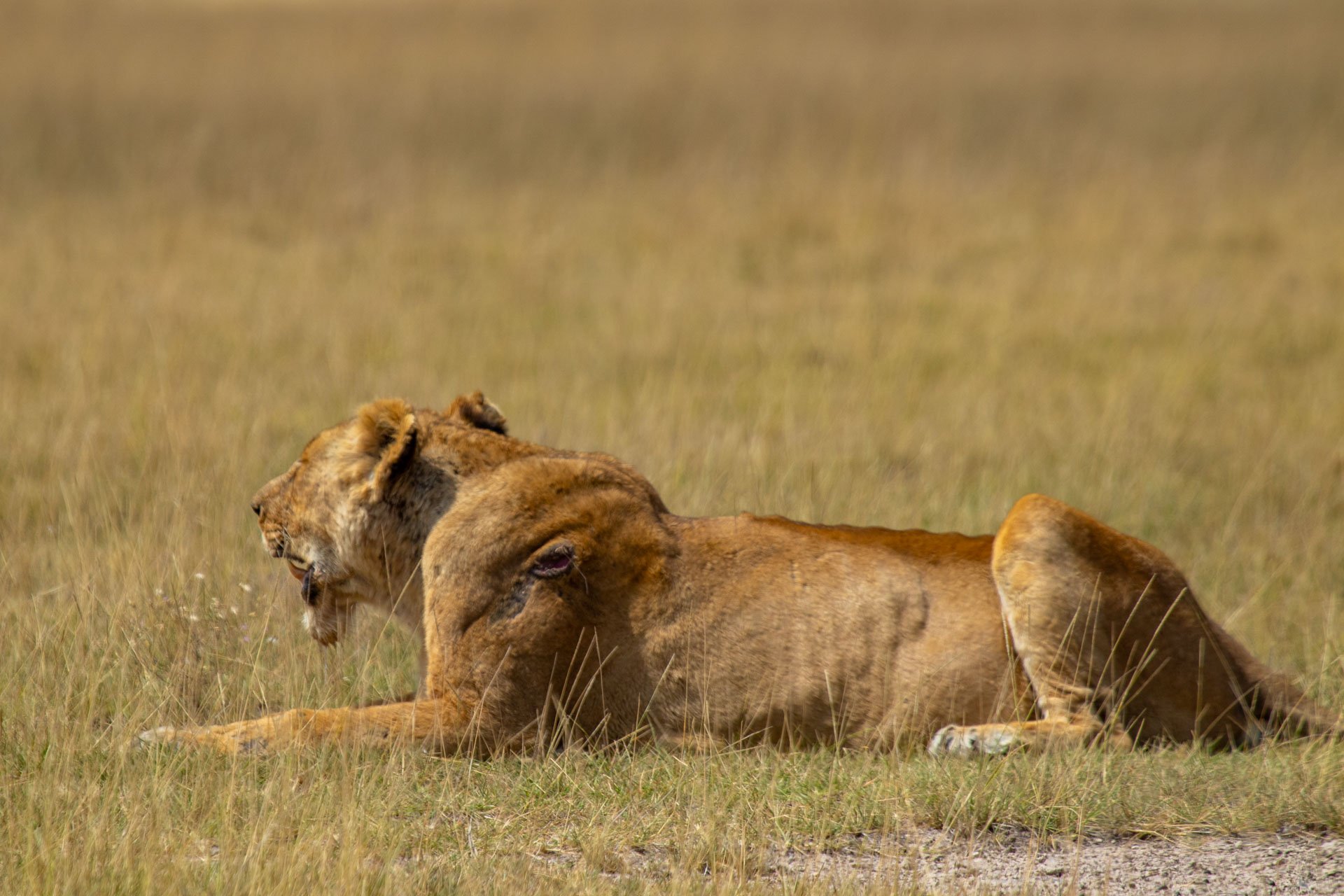 F7.1, 1/800, ISO125 | Guide Johnson Salash 