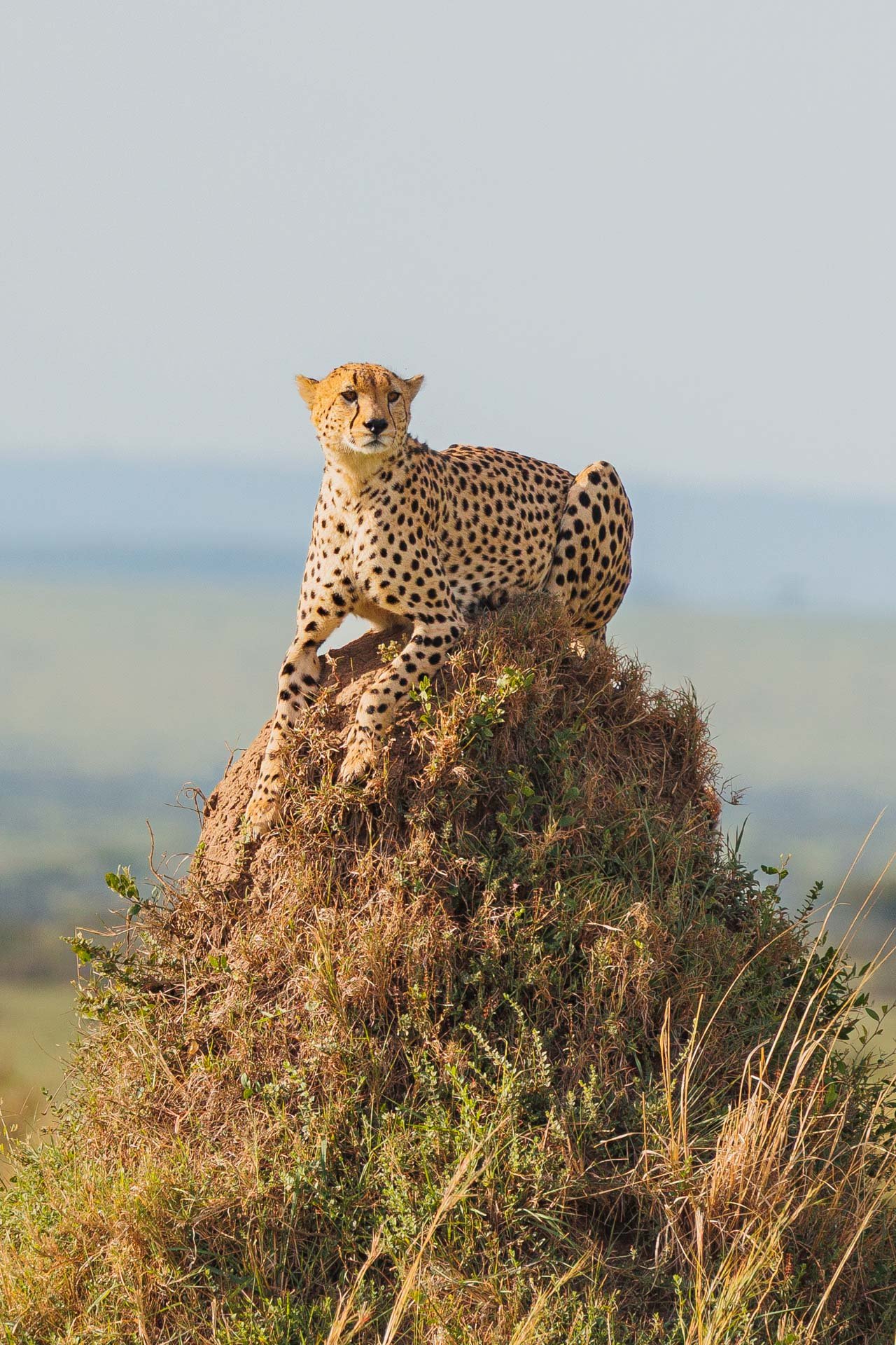 F7.1, 1/1000, ISO400 | Arnold Omondi 