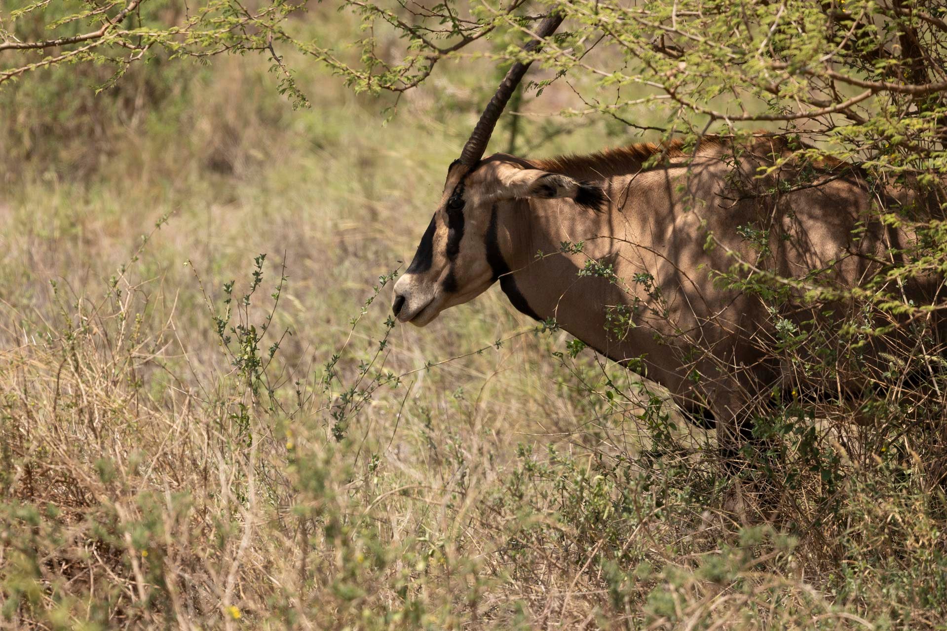 Fringe-eared oryx can survive without drinking water for weeks, getting moisture from the plants they browse
