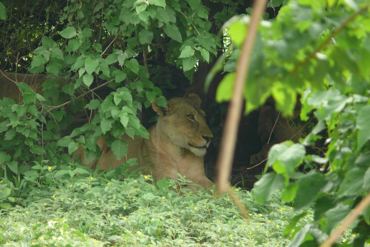 Rain brings lush vegetation — great for shade, tricky for spotting