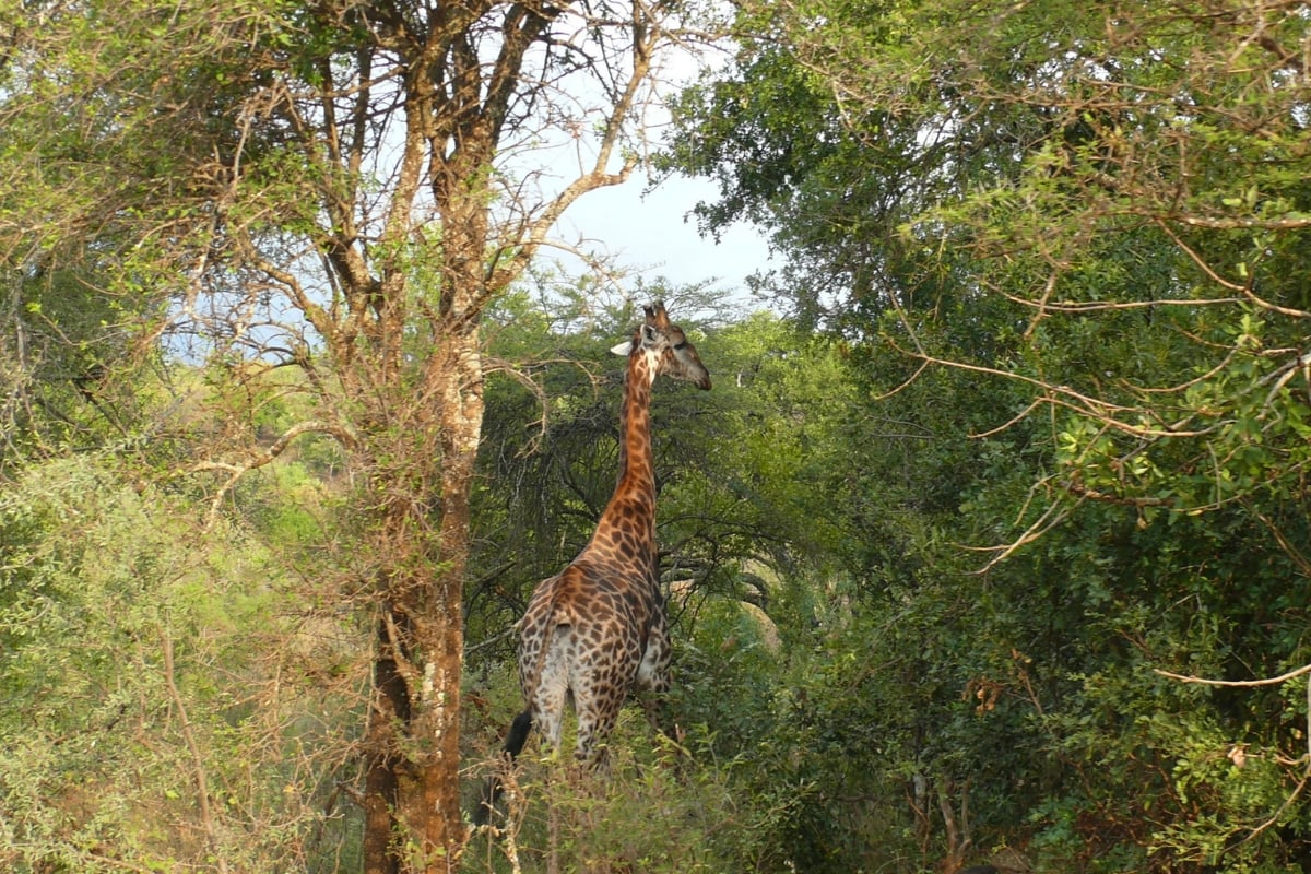 ... even the tallest animals dodge and dive through the canopies