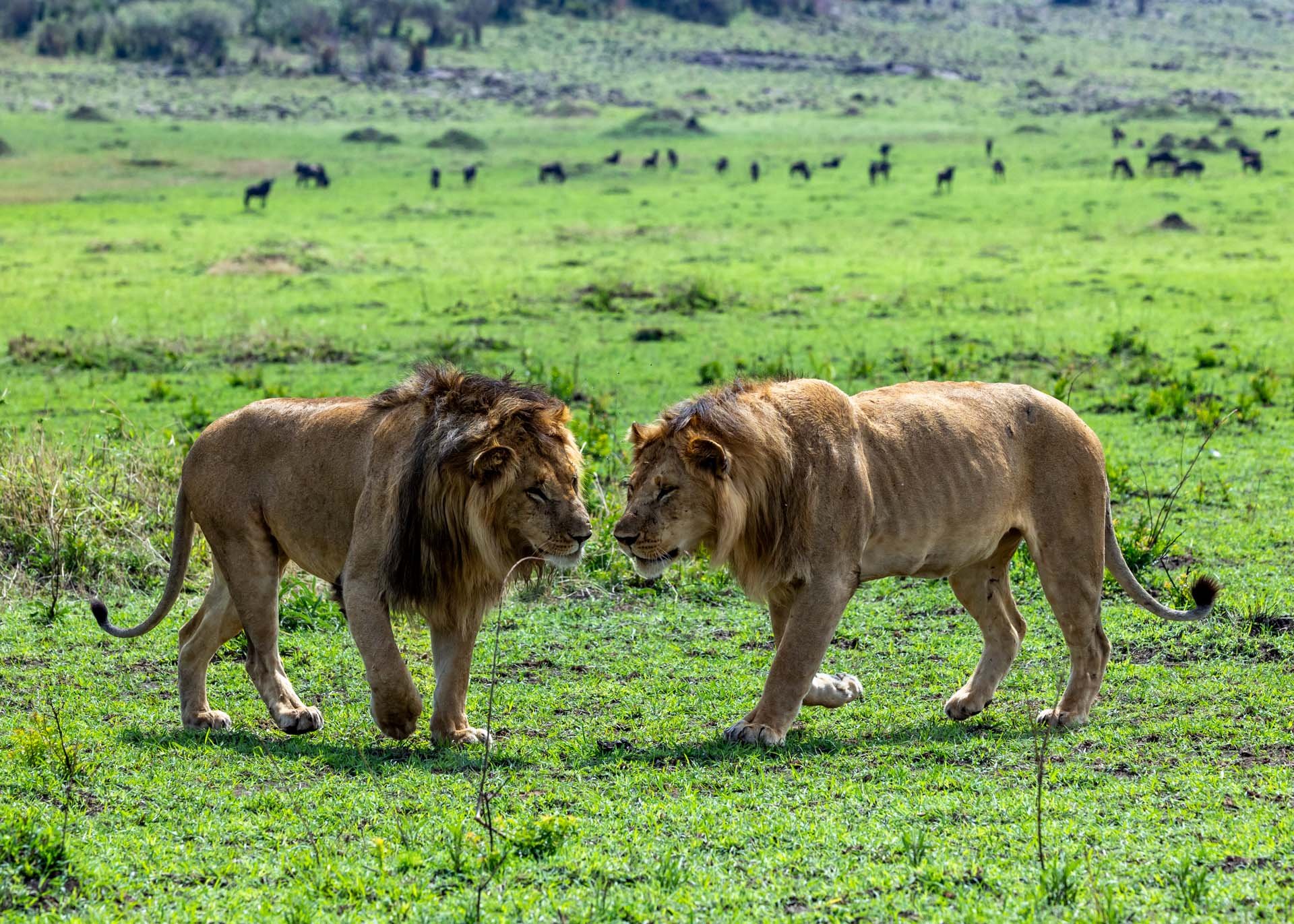 Two of the Border Boys, gaining their strength and power