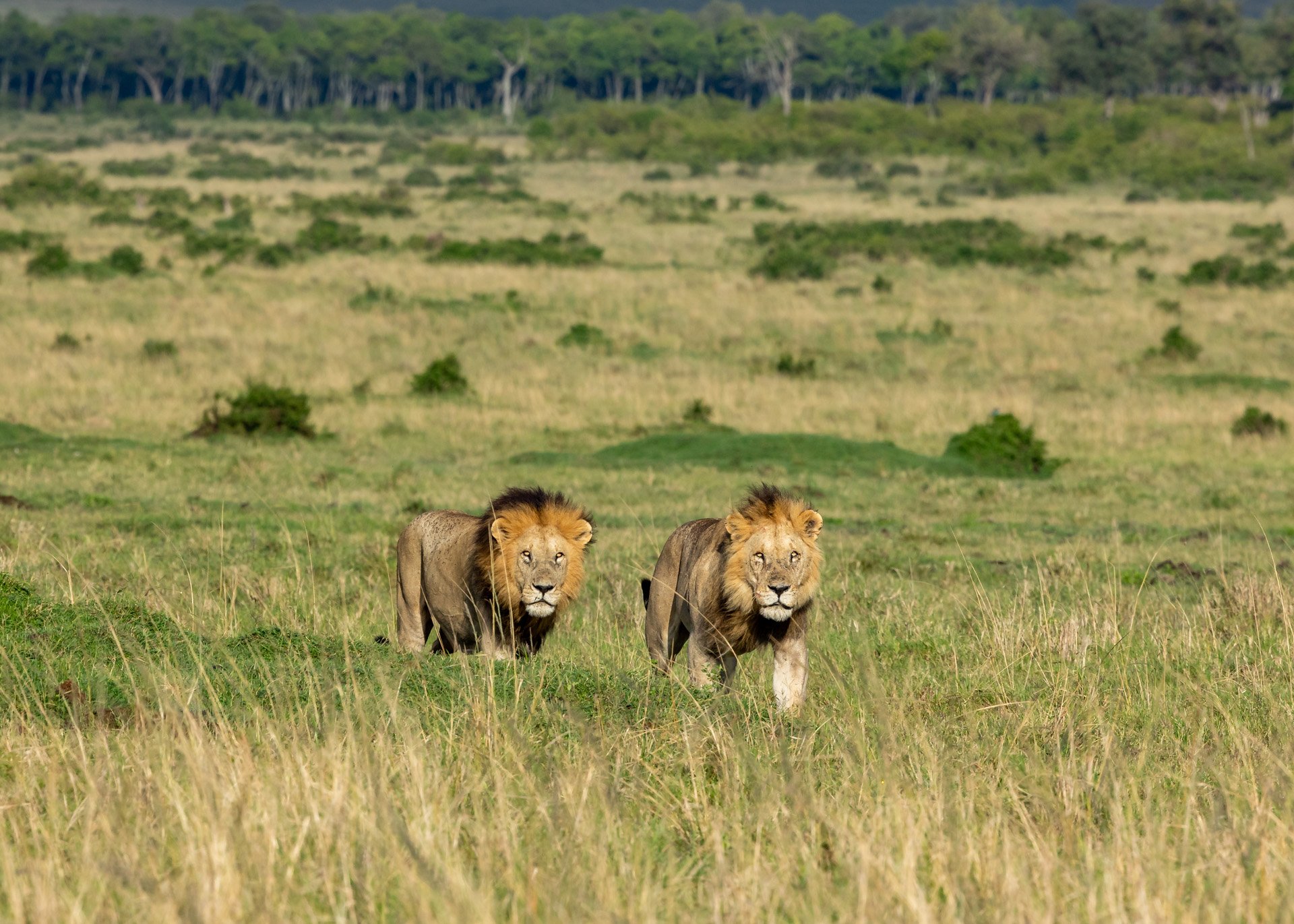Kiok and Koshoke on patrol