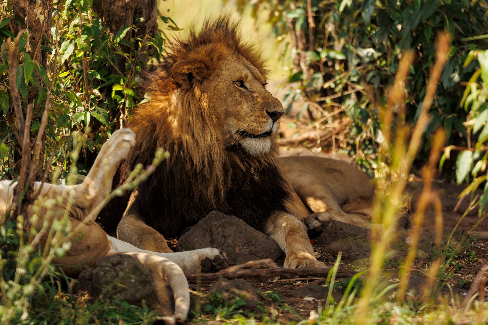 In the Mara it pays to scan up, down and around