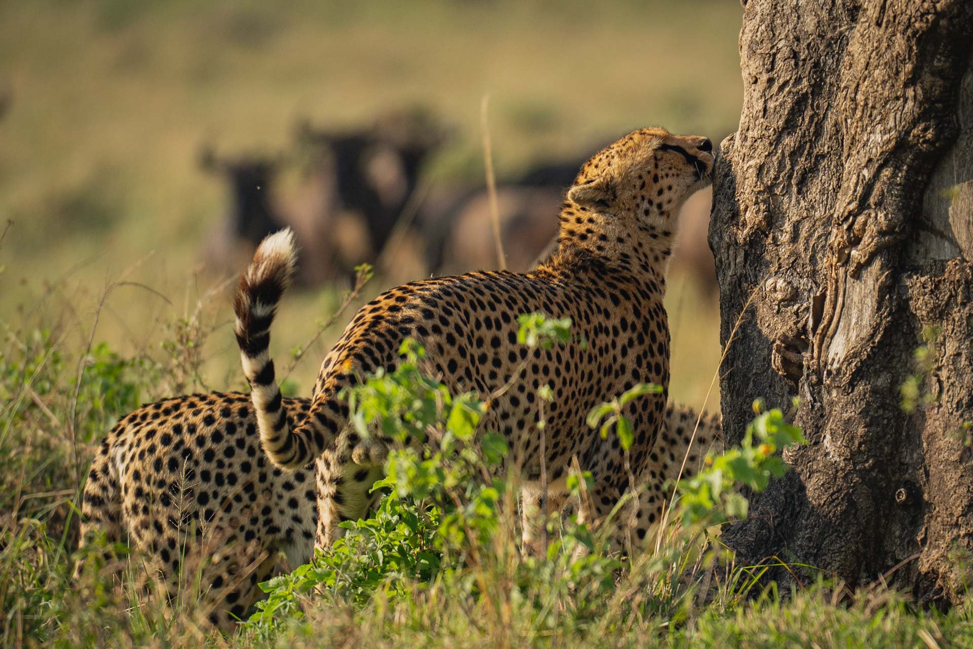 F6.3, 1/1000, ISO500 | Arnold Omondi 