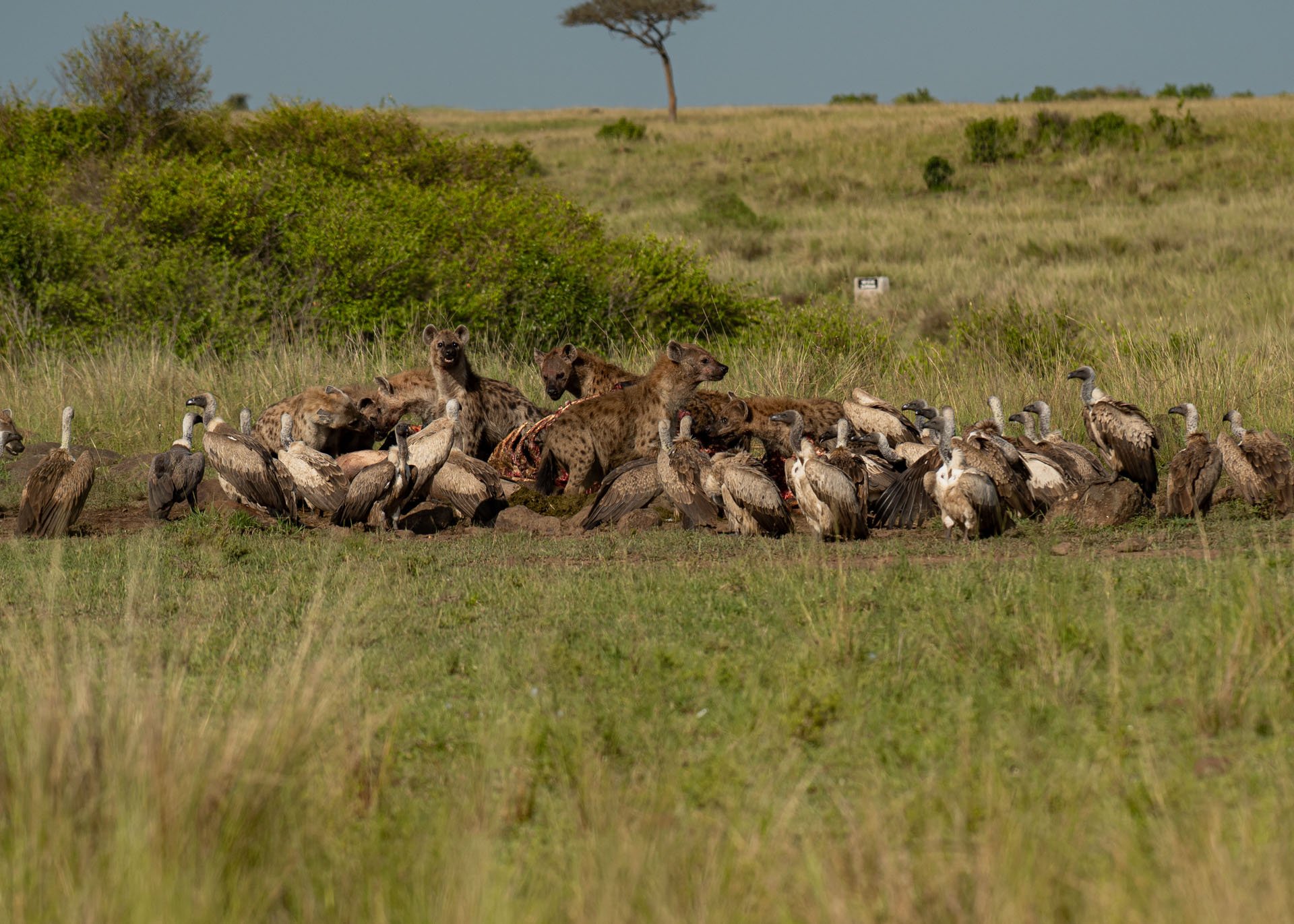 F6.3, 1/1250, ISO160 | Arnold Omondi 