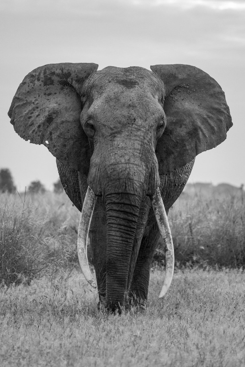 F 6.3, 1/1000, ISO 1600 | Sammy Njoroge