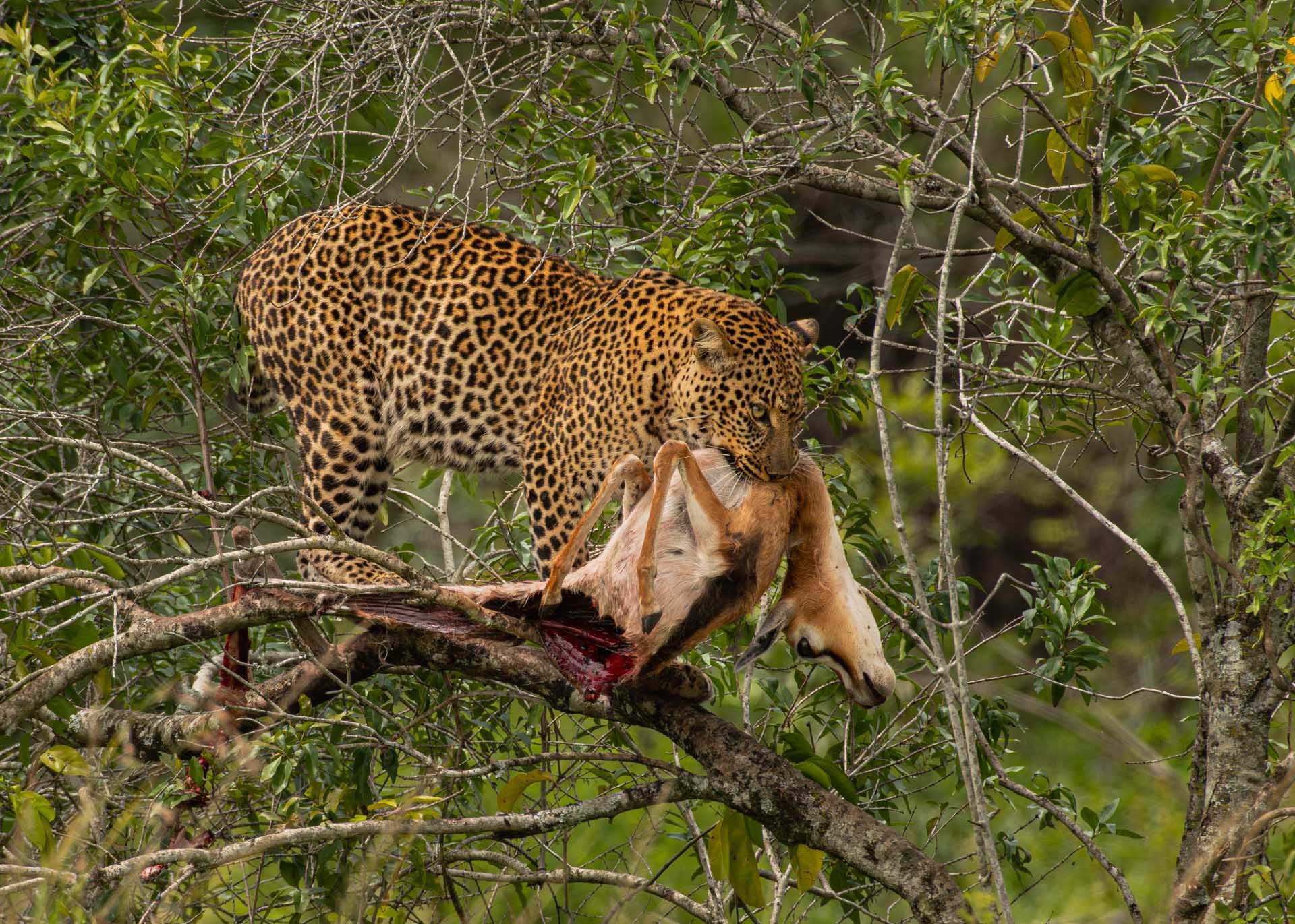 F8.0, 1/640, ISO400 | Guide Jeremy Macharia 
