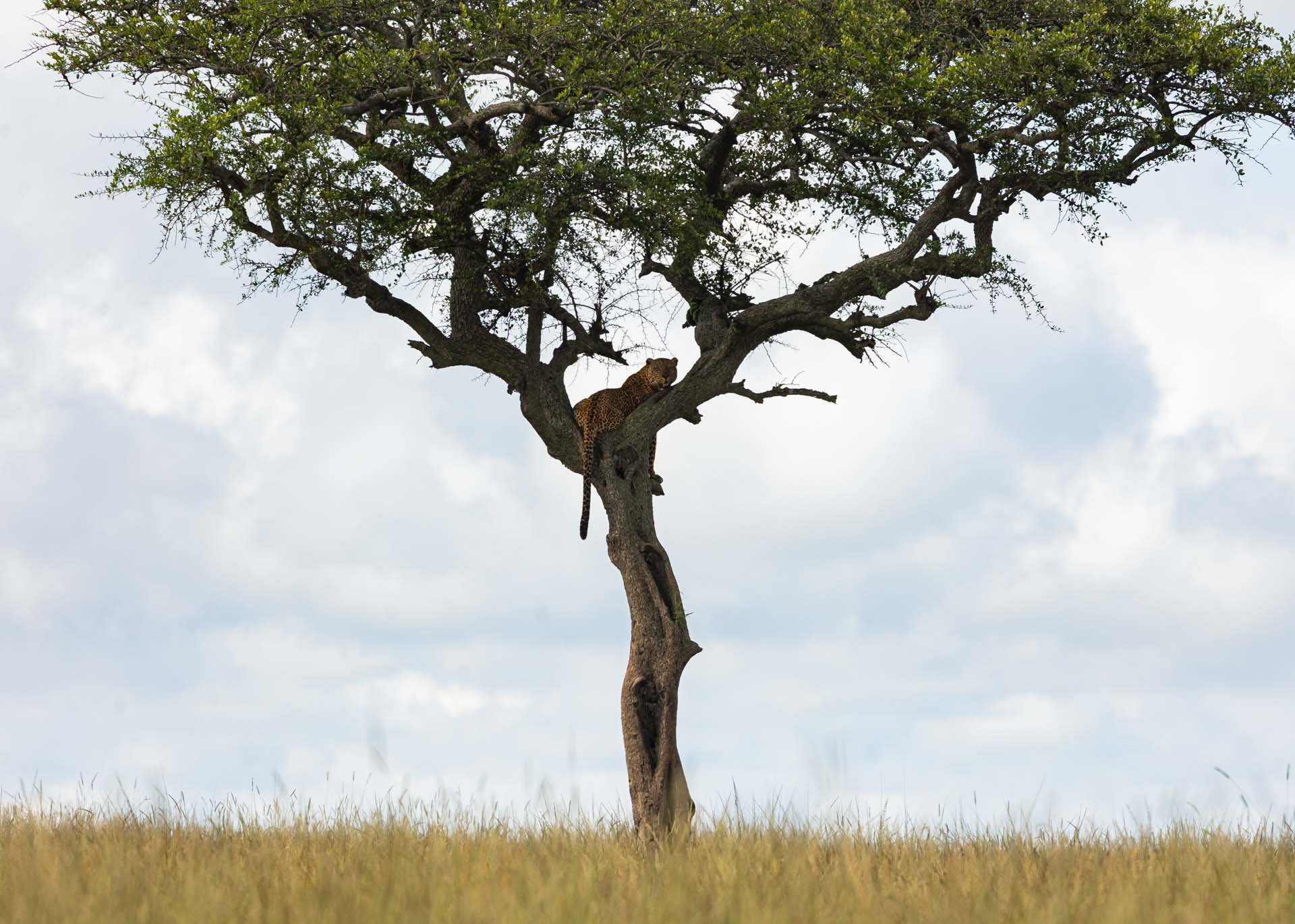 F8.0, 1/1000, ISO500 | Arnold Omondi 