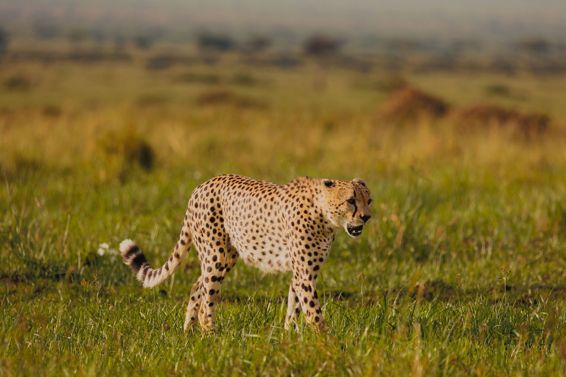 F7.1, 1/1000, ISO400 | Arnold Omondi 