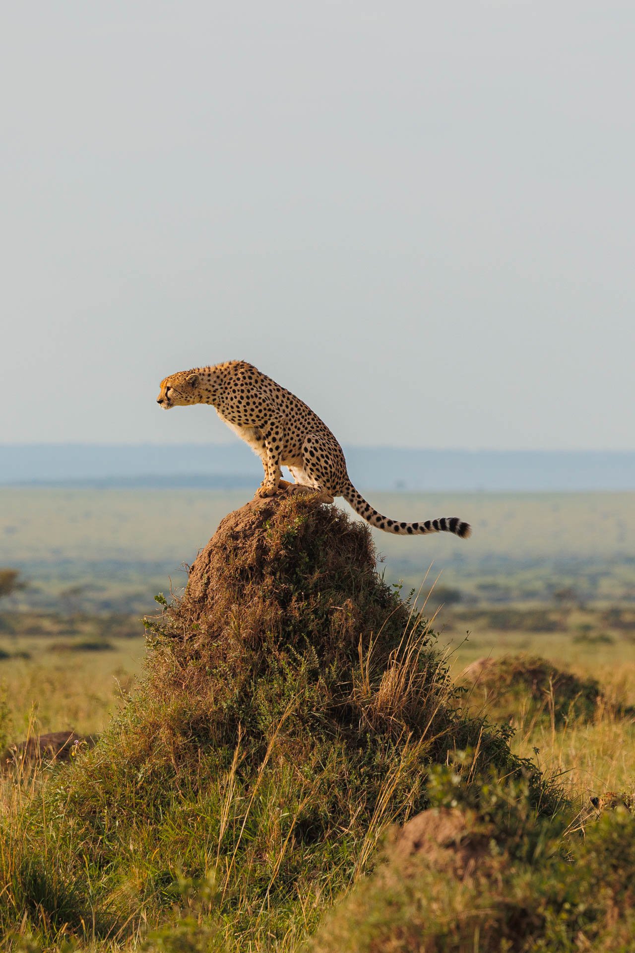 F7.1, 1/1000, ISO400 | Arnold Omondi 